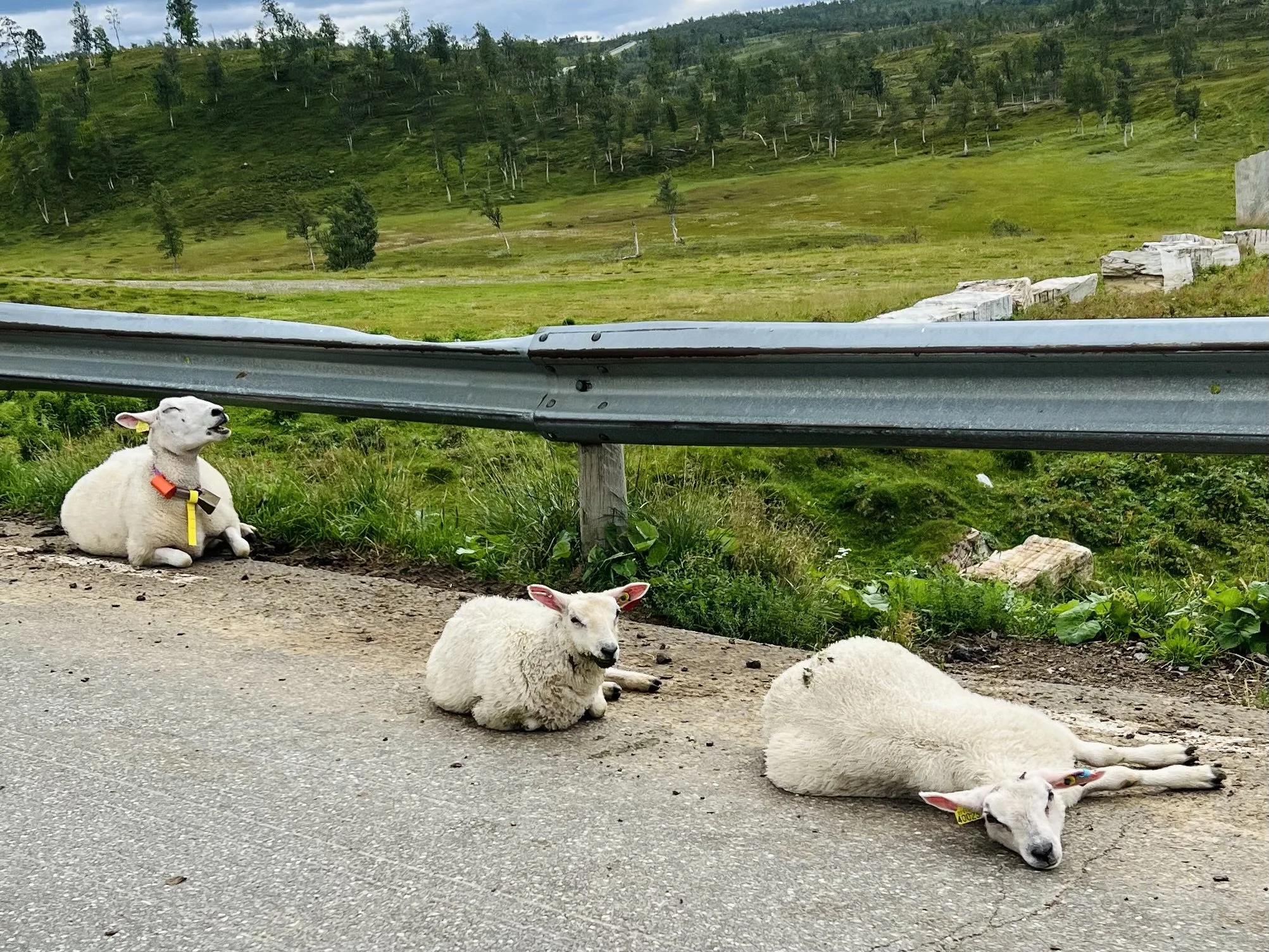 9. Päivä | Bodö - Arvidsjaur | 380 km