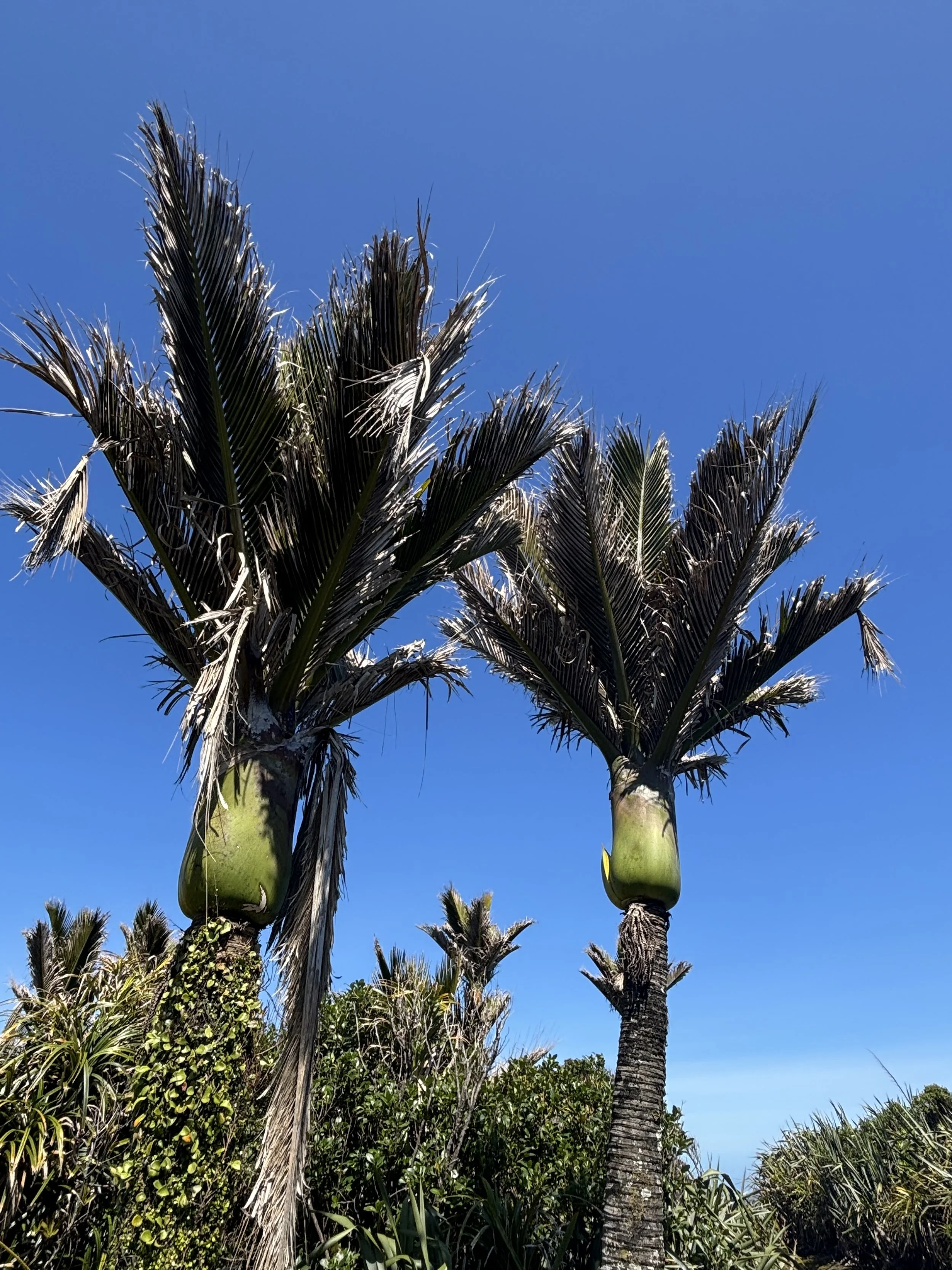 Päivä 9 I Westport - Geraldine I 420km