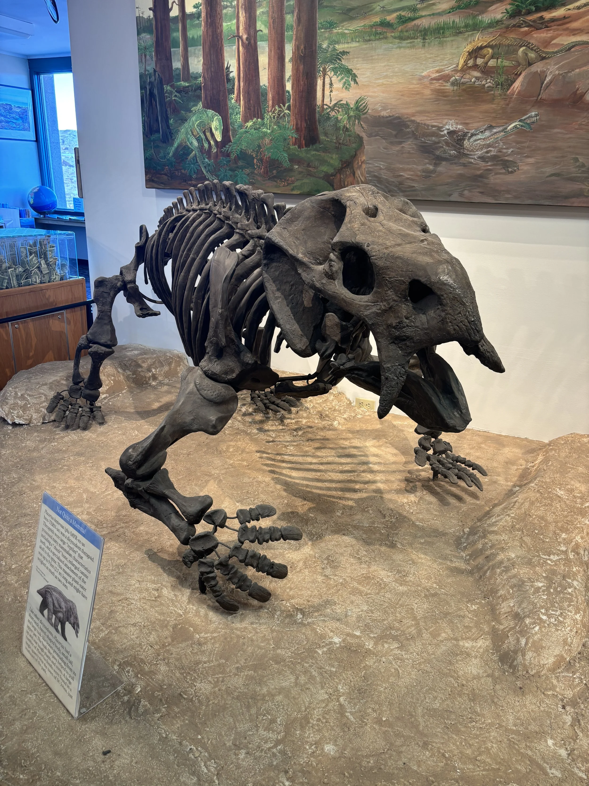 Päivä 11 | Gallup – Petrified NP - Prescott | 503 km