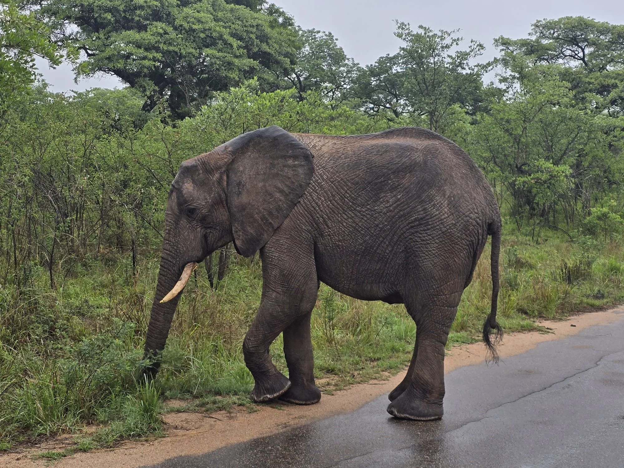 3 päivä | Safaripäivä Krugerin luonnonpuistossa | 0 km
