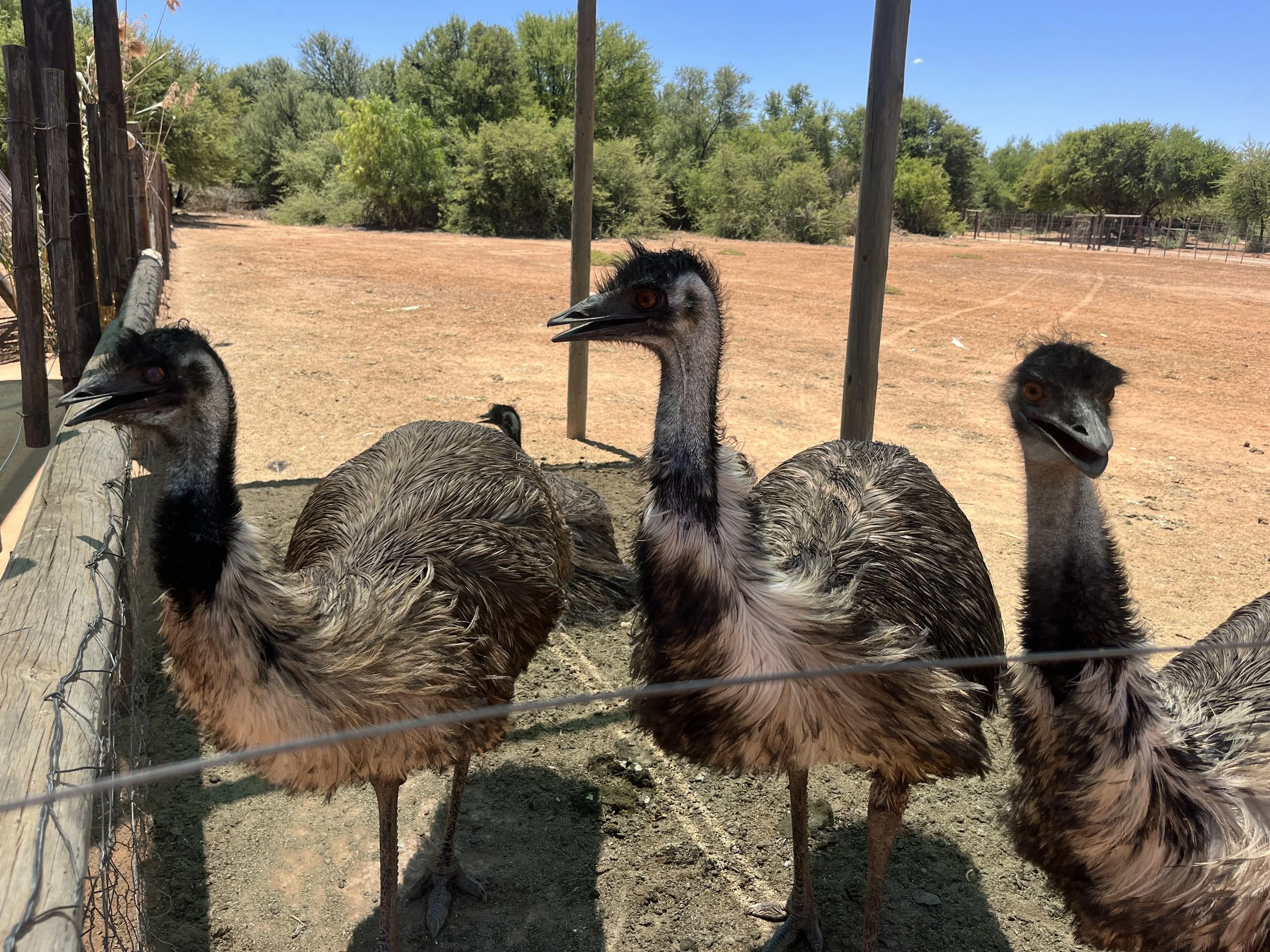 12 päivä | Knysna - Prince Albert | 210 km