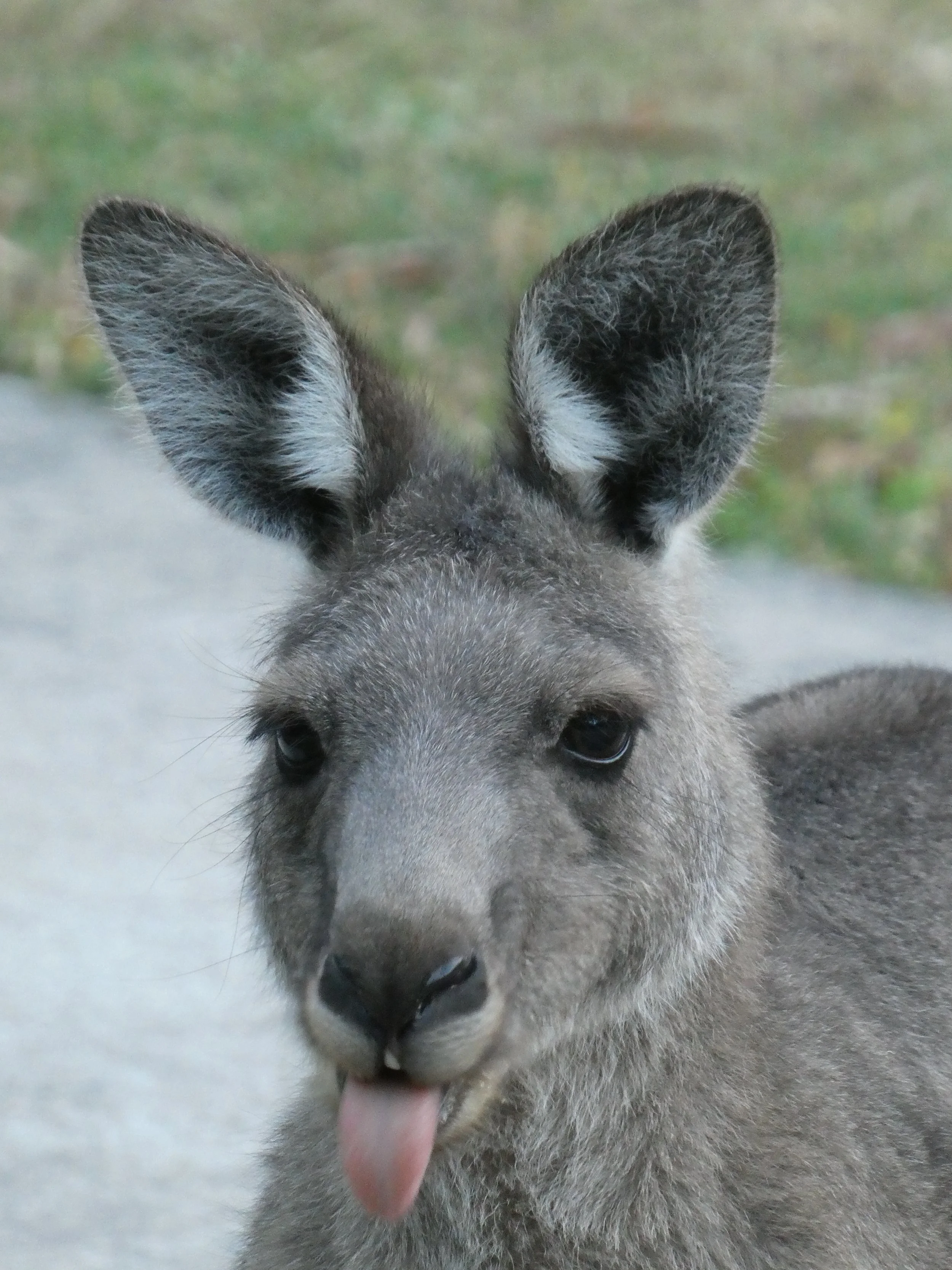 Päivät 8-9 | Halls Gap - Great Ocean Road - Apollo Bay - Geelong