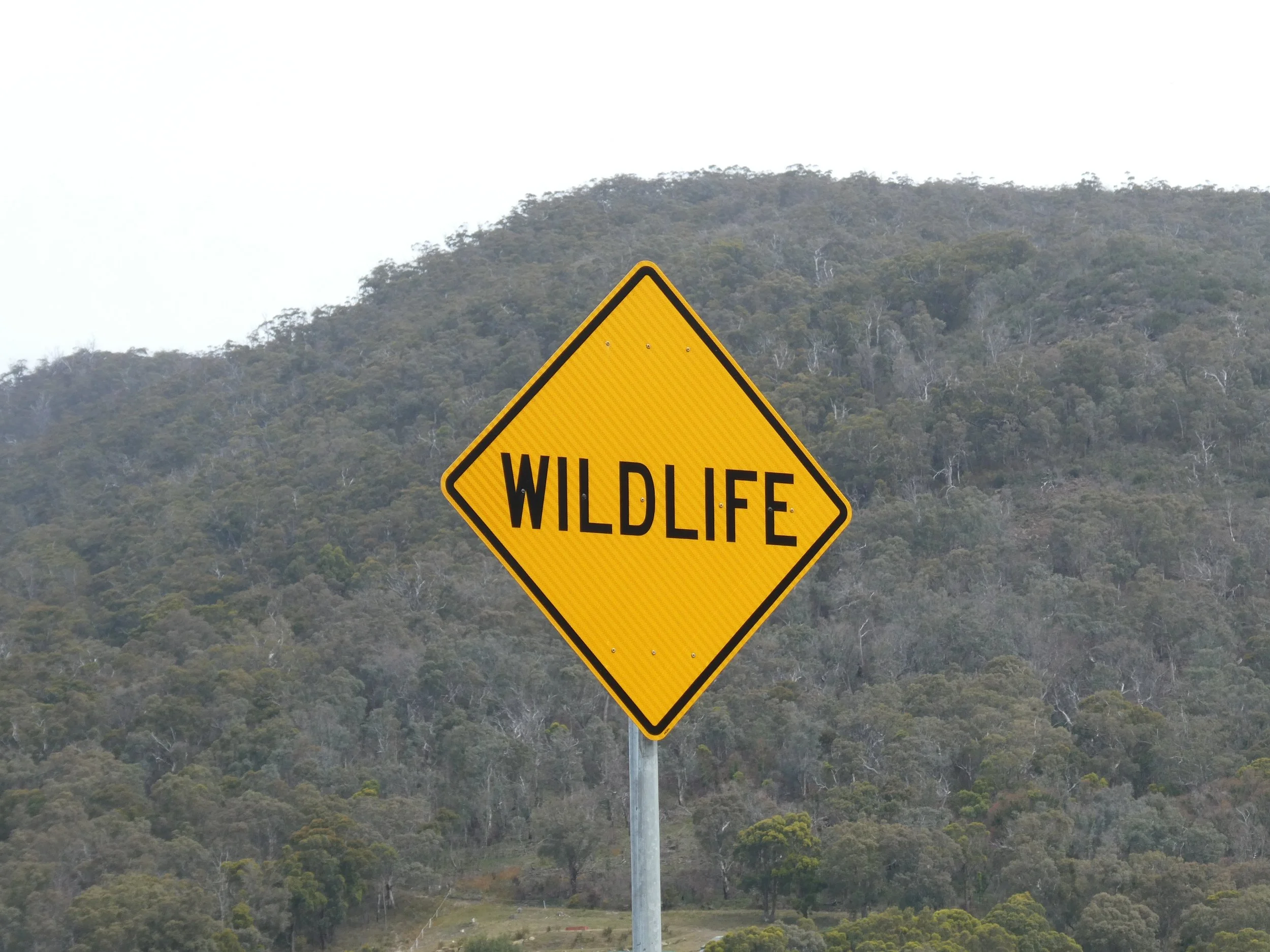 Päivät 12-13 | Bicheno - Eaglehawk Neck - Hobart