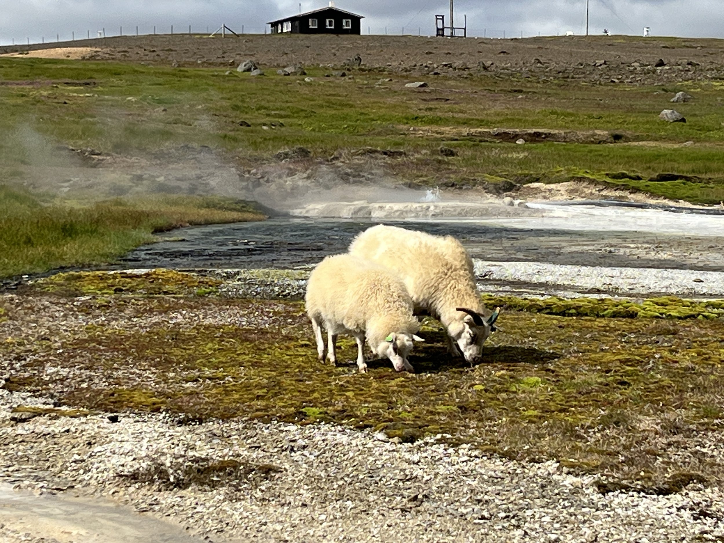 Päivä 10 | Saudarkrokour | Reykjavik | 340 km