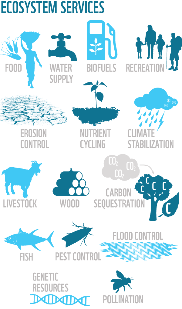 Ecosystem-services.png