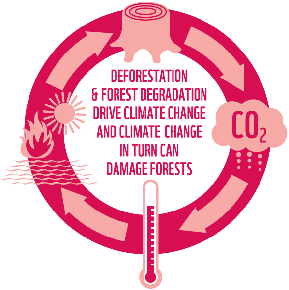 deforestation-climate-cycle.png