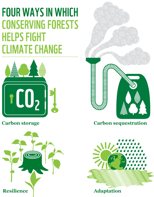 forests-fight-climate-change.png