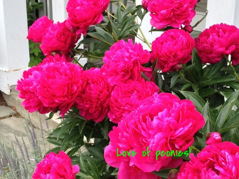 Love of peonies...