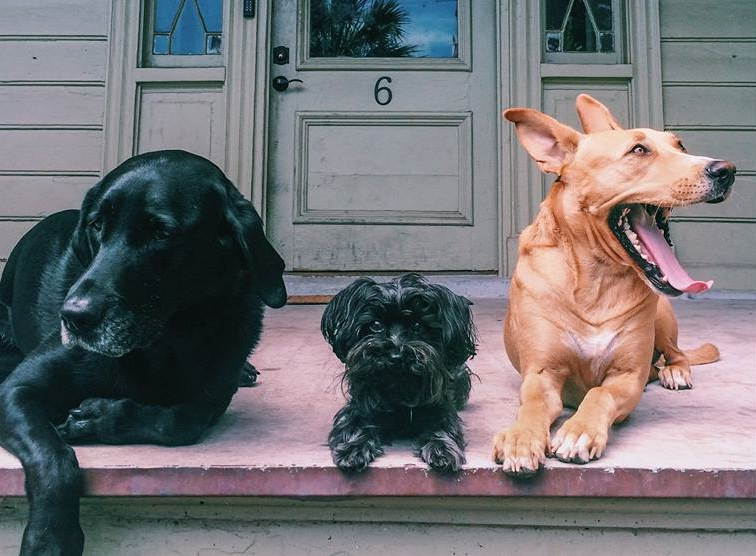 our house on Montagu St is known as the "dog house". These are just a few of its tenants...
