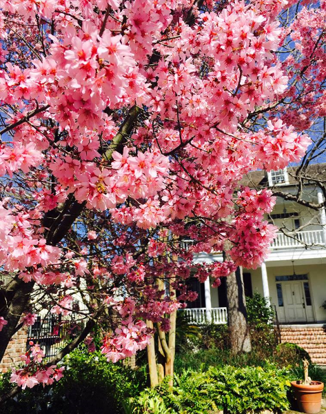 Photo Courtesy of Melinda Smith Monk and Charleston Magazine