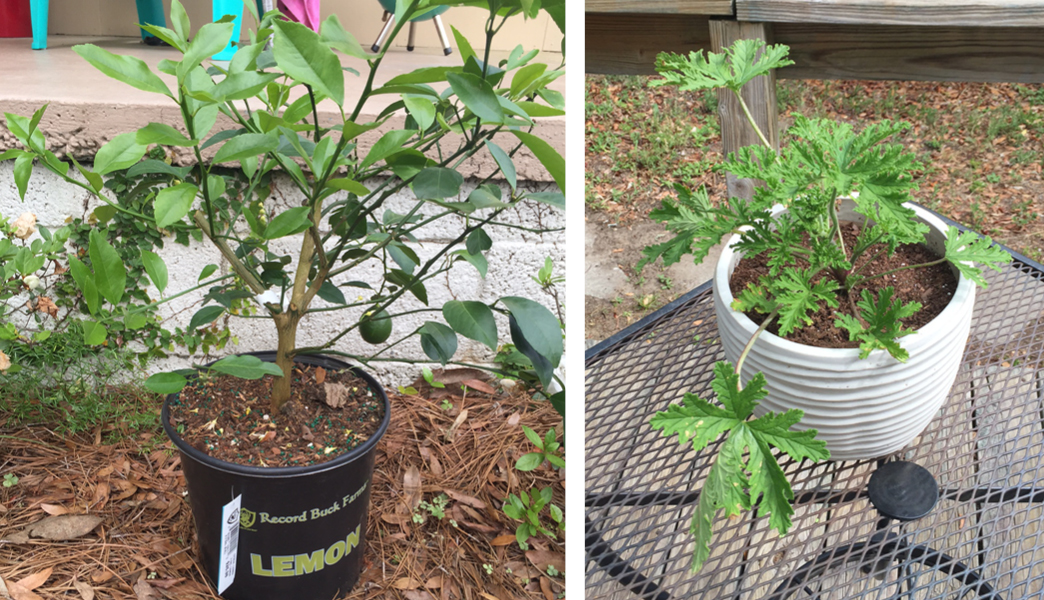 Our lemon tree is getting potted this weekend so that we can bring her inside during the winter. I'm hoping our Citronella plant will help keep the mosquitoes away
