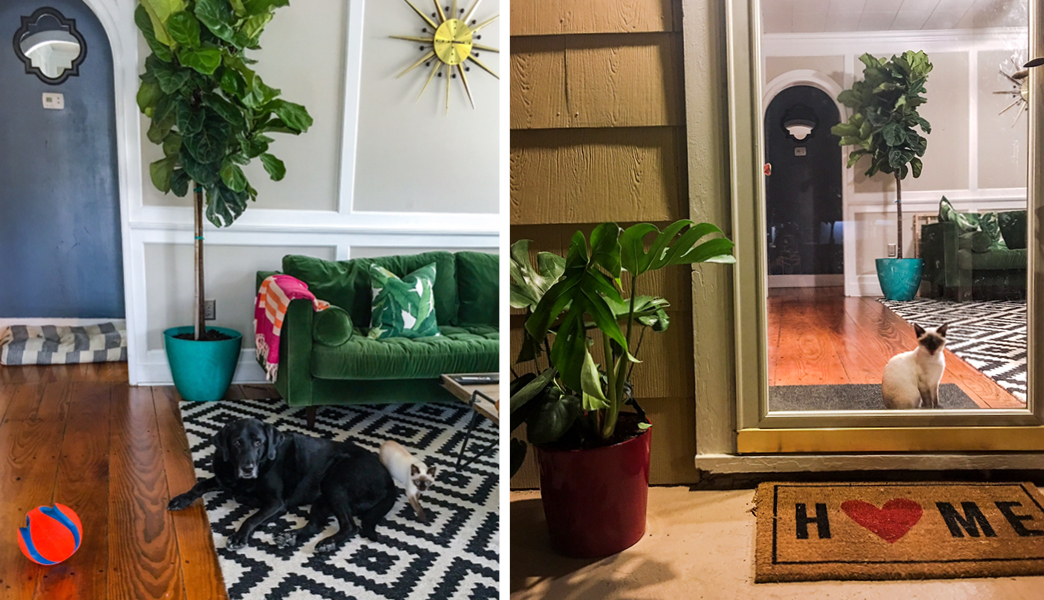 I'm loving the Fiddle Leaf Fig tree in our living room. Mr. Montagu is jealous he cant hang on the porch with the philodendrons and pups. 