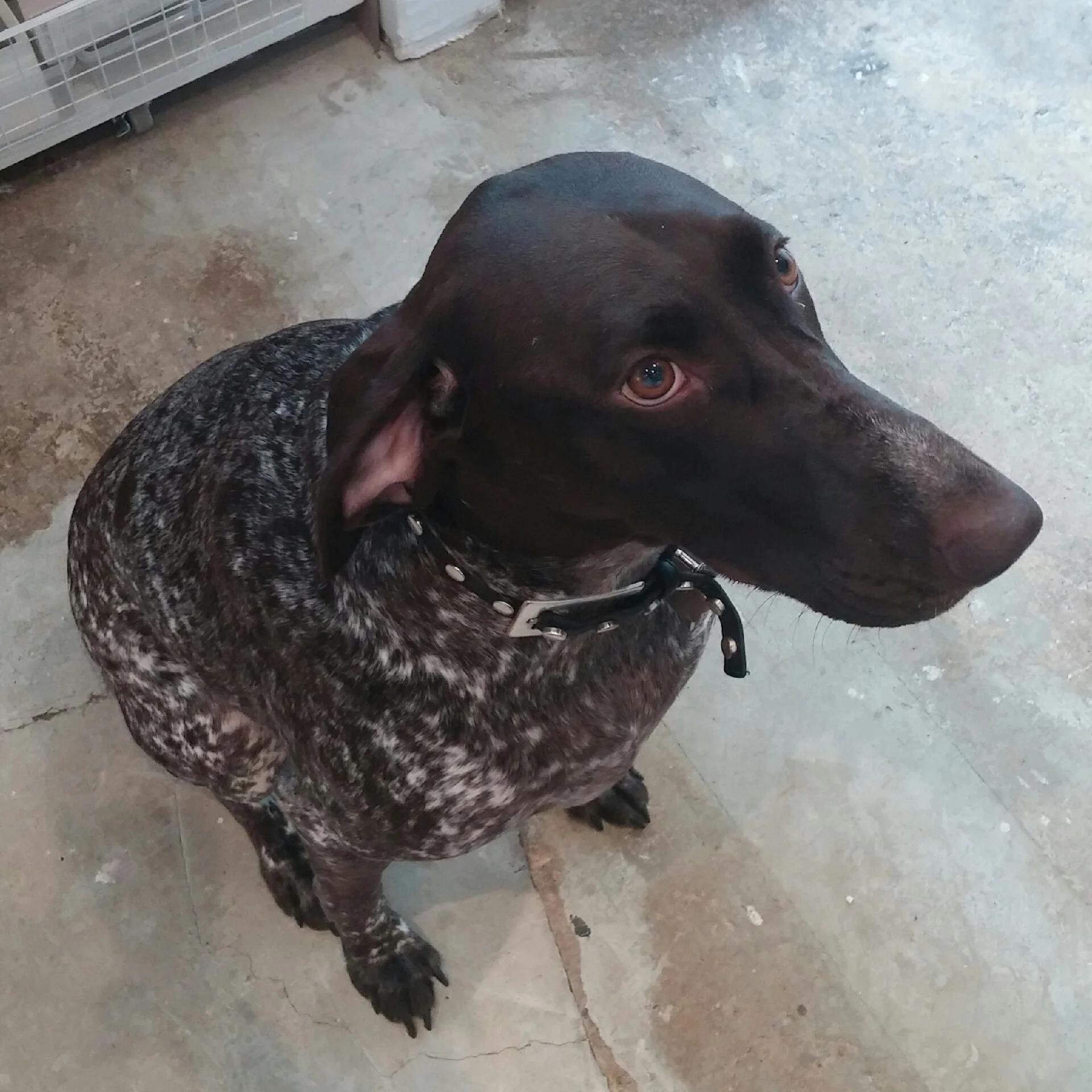 "I think my dog disagrees."
