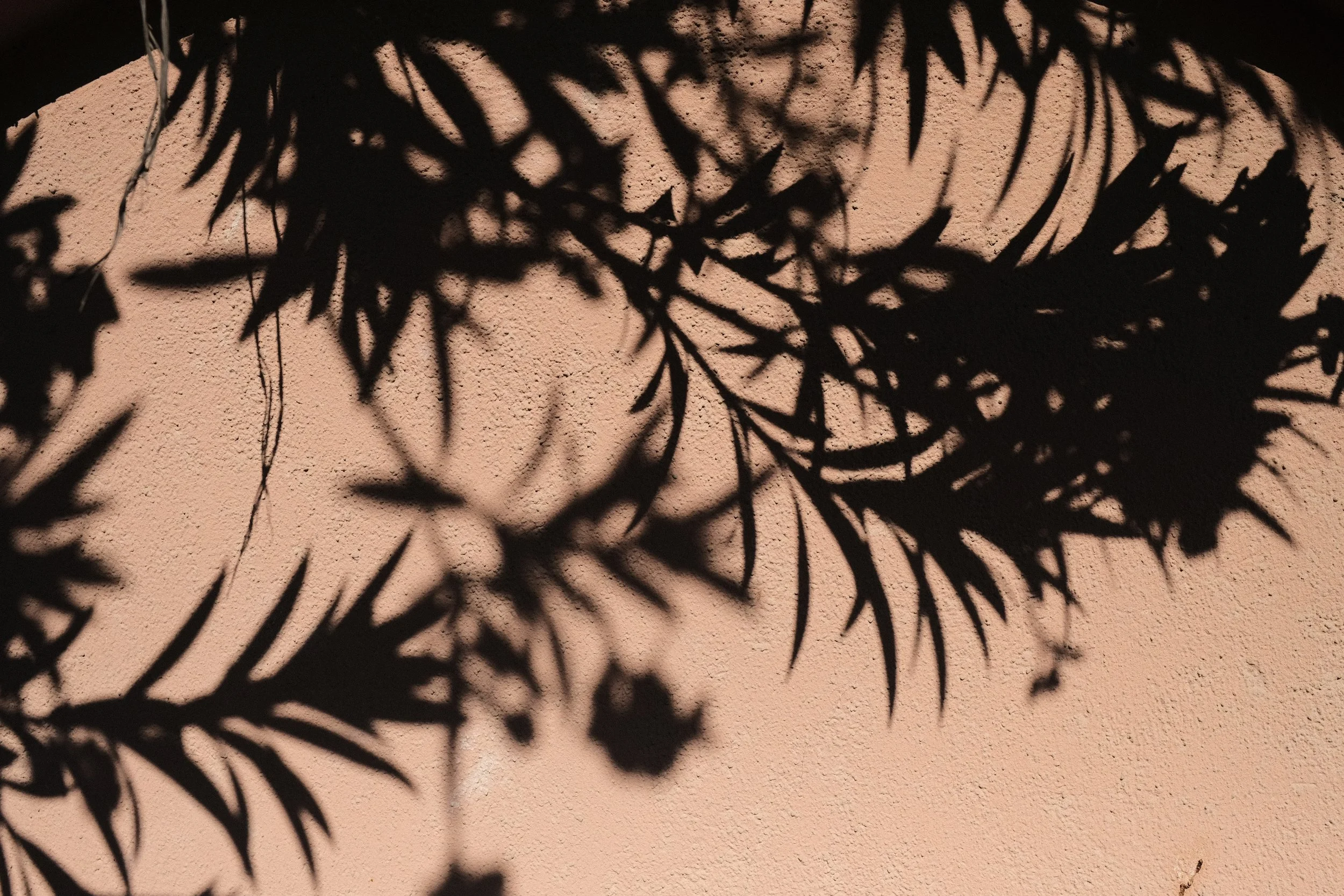 DSCF8664.JPG