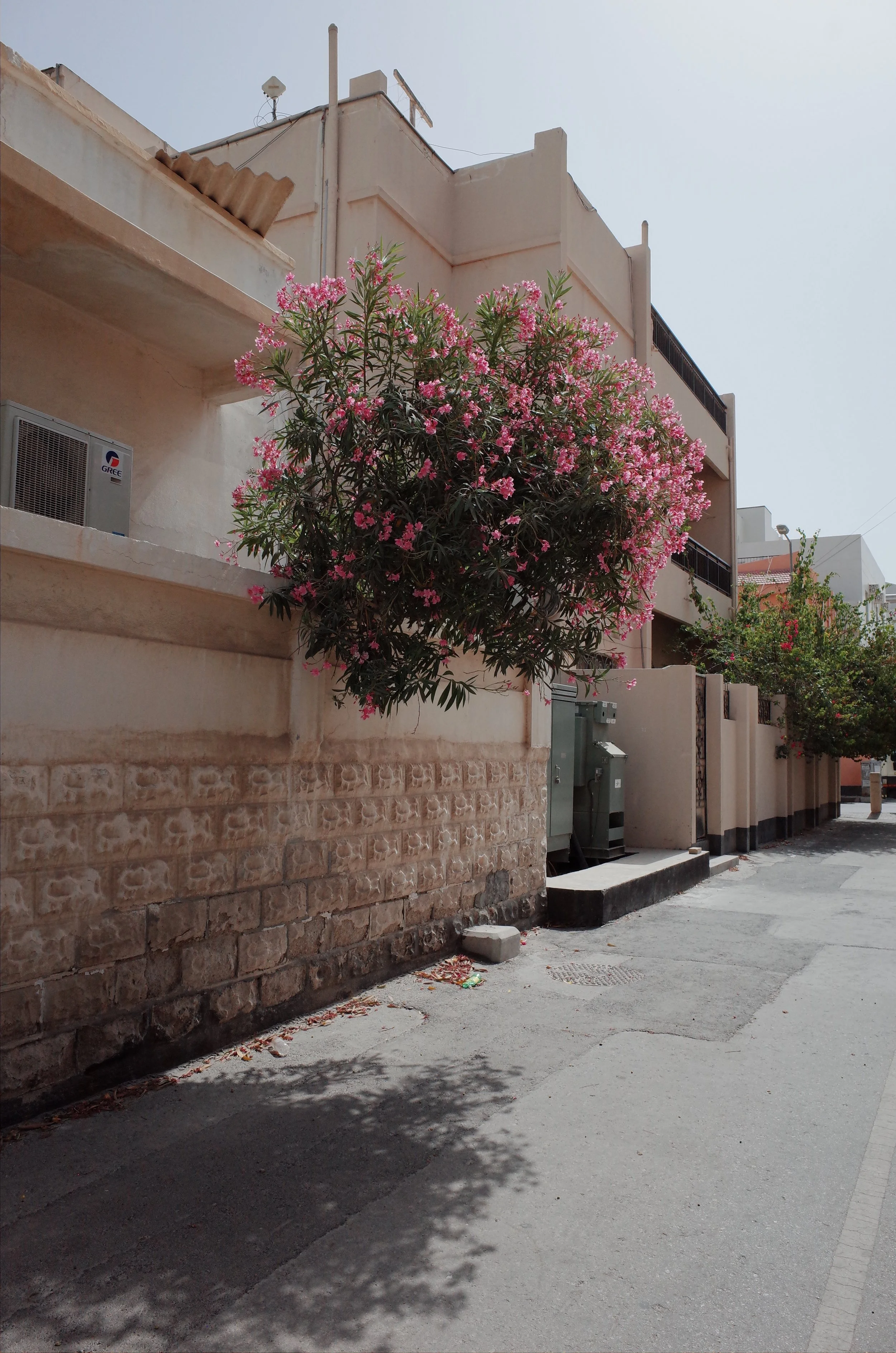R0002675.JPG
