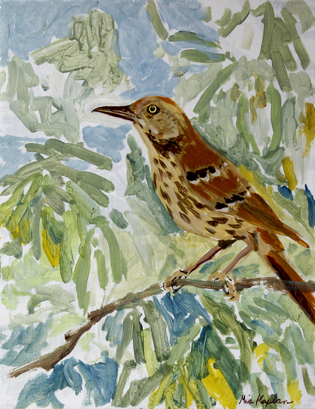 Brown Thrasher