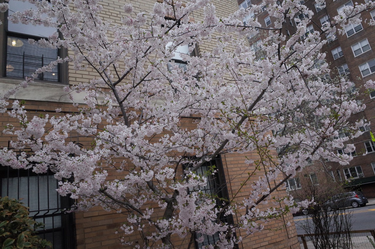  One of these brown stones is where I spent my first New York nights back in 2003 when I was checking out NYU. 