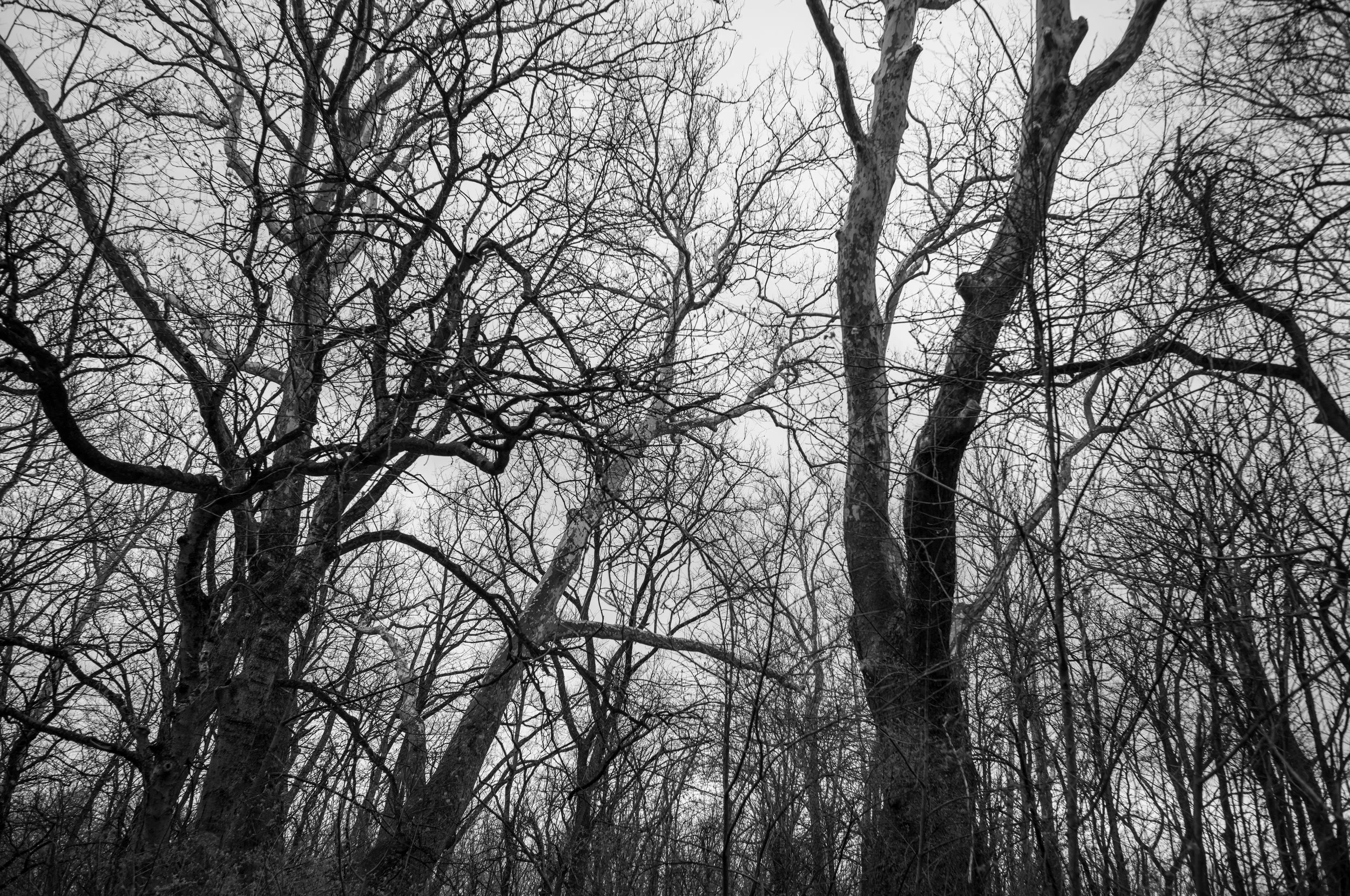L1003250-2.jpeg