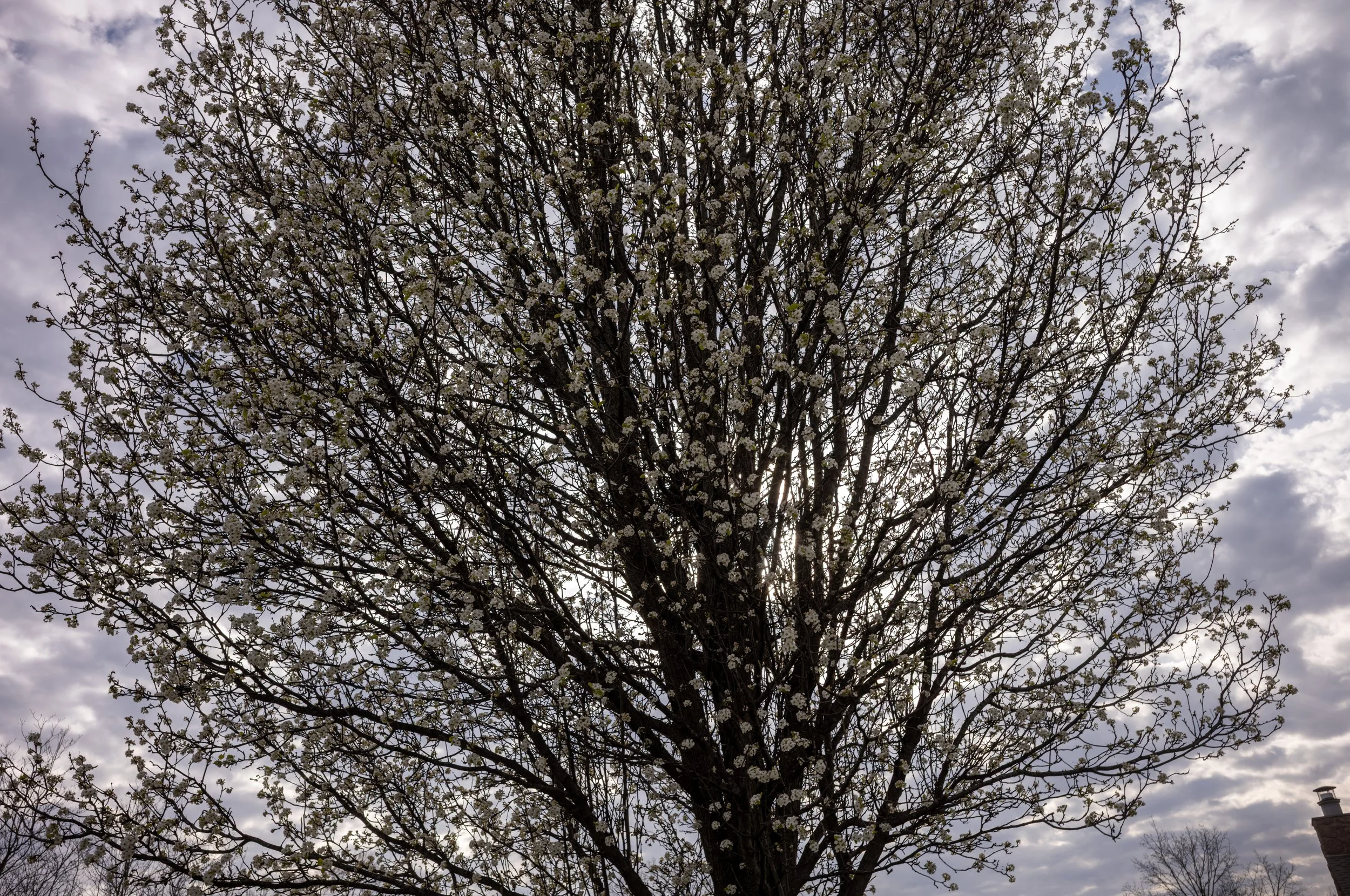 L1003263.jpeg