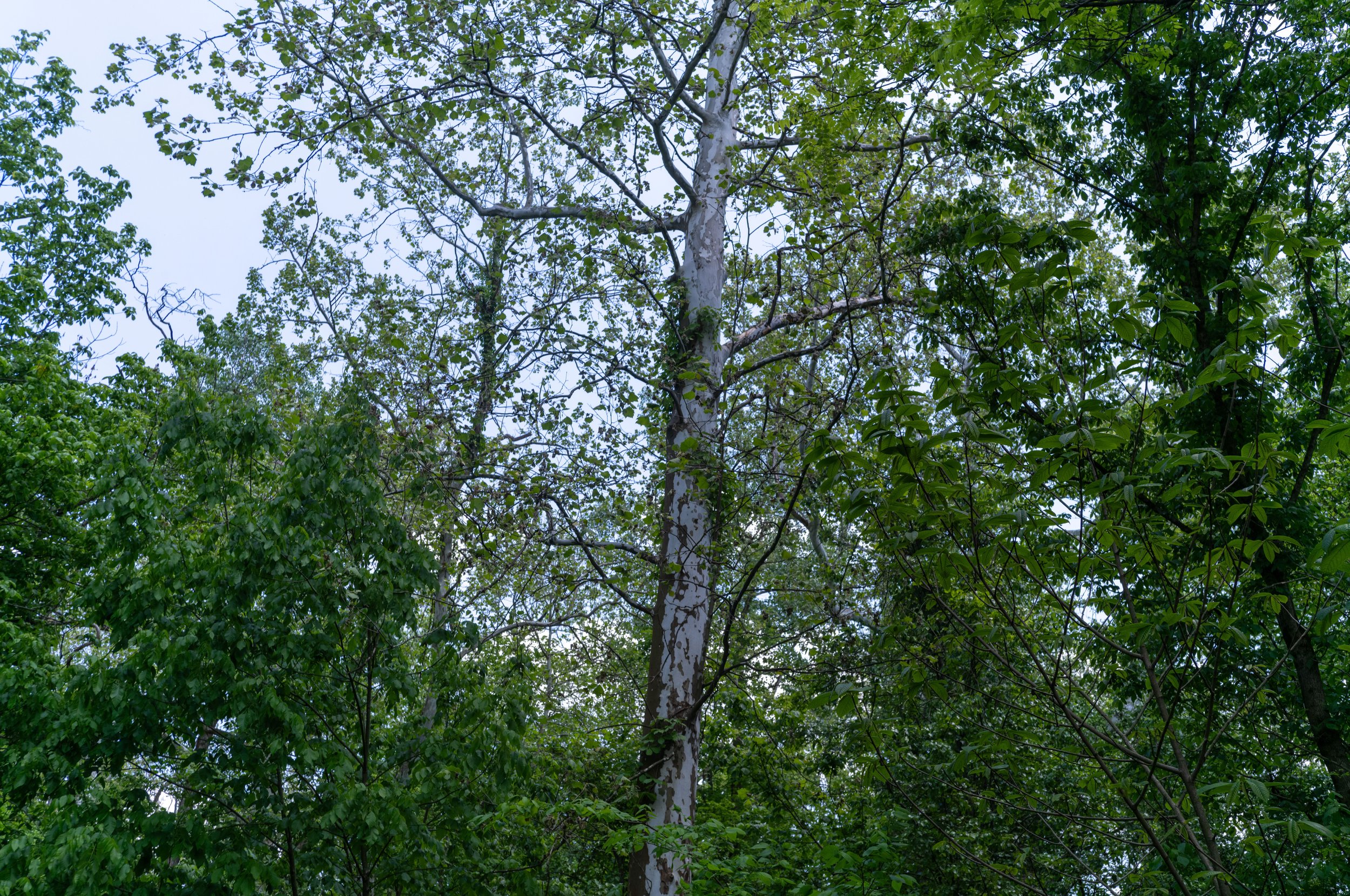 L1003504.jpeg