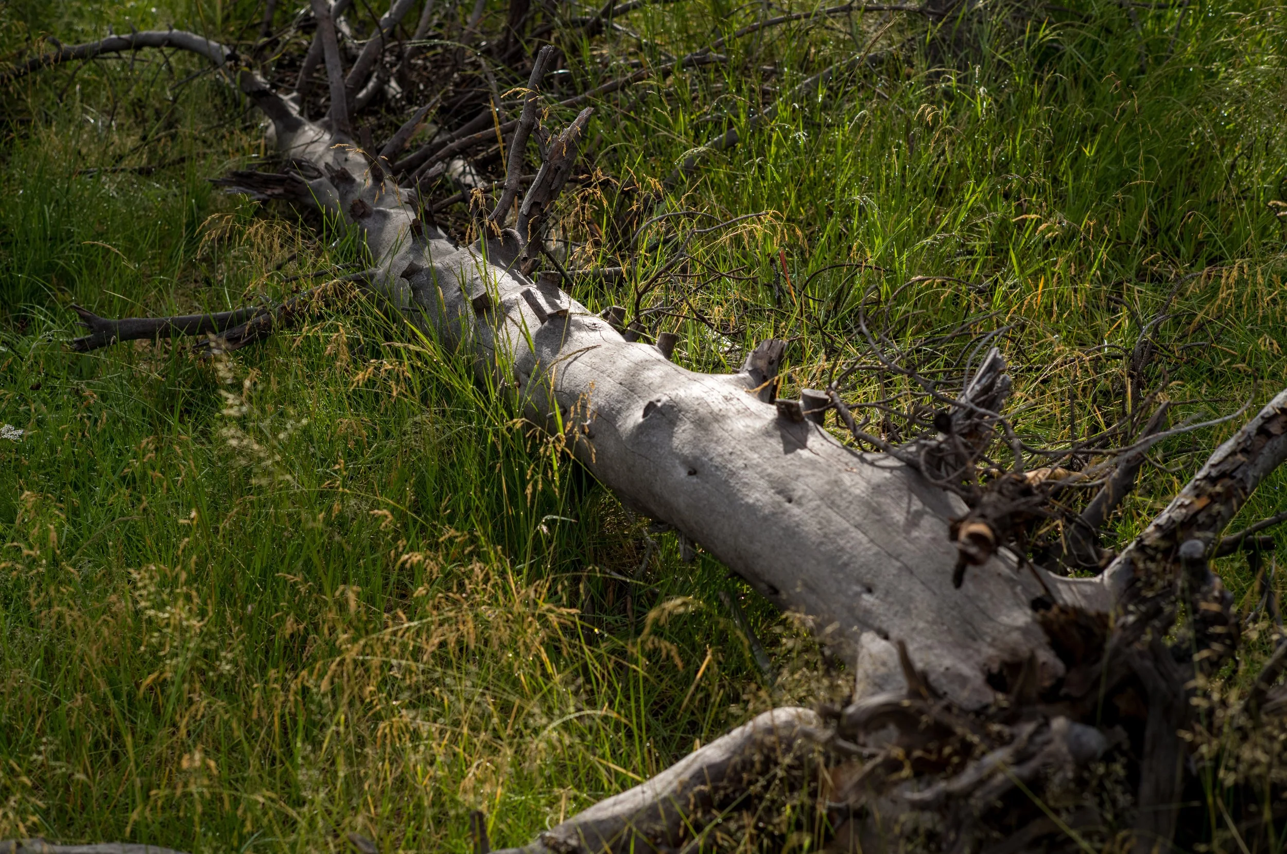 L1004368-2.jpeg