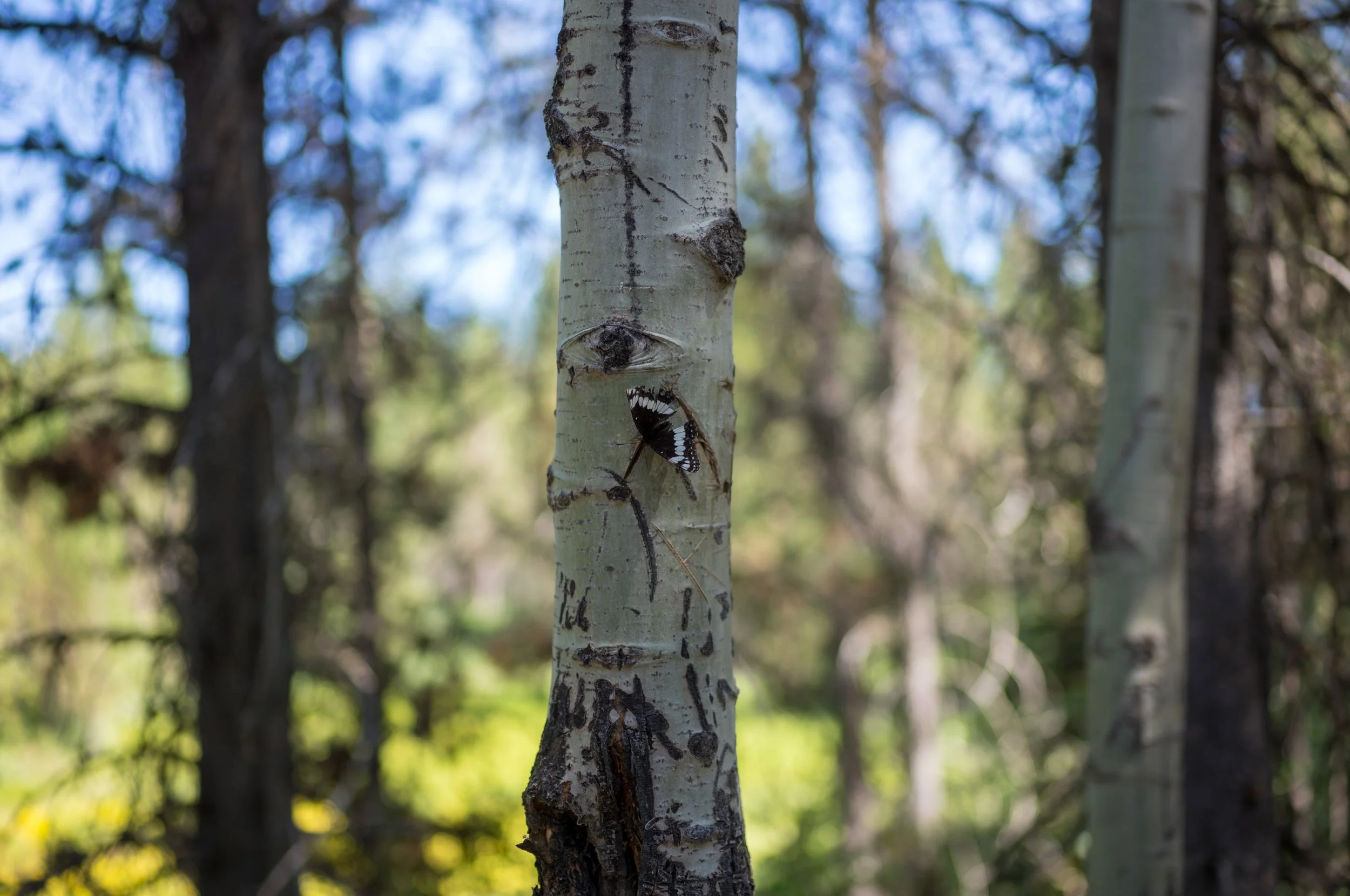 L1004493-2 (1).jpeg