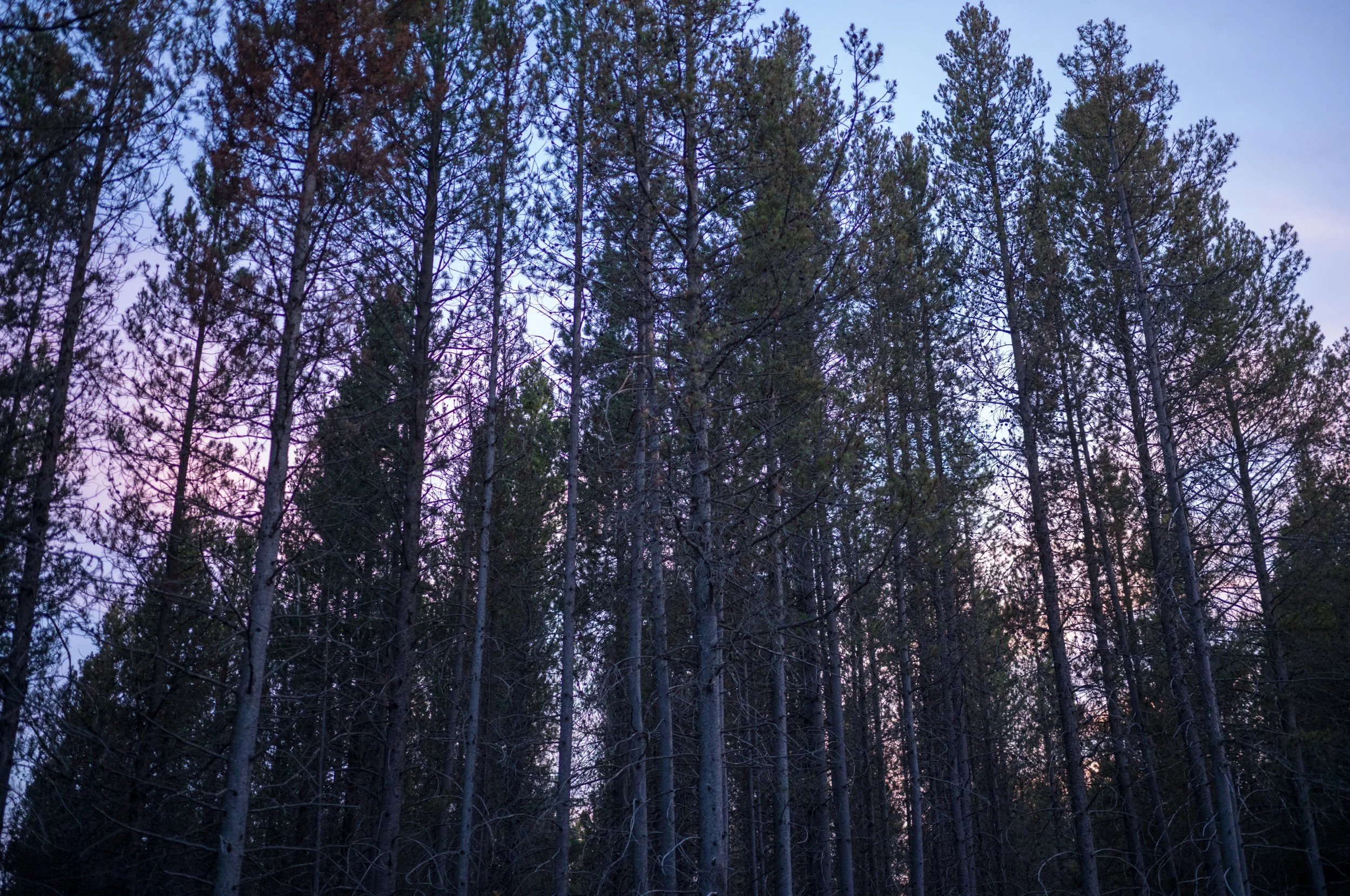L1004513-2 (1).jpeg