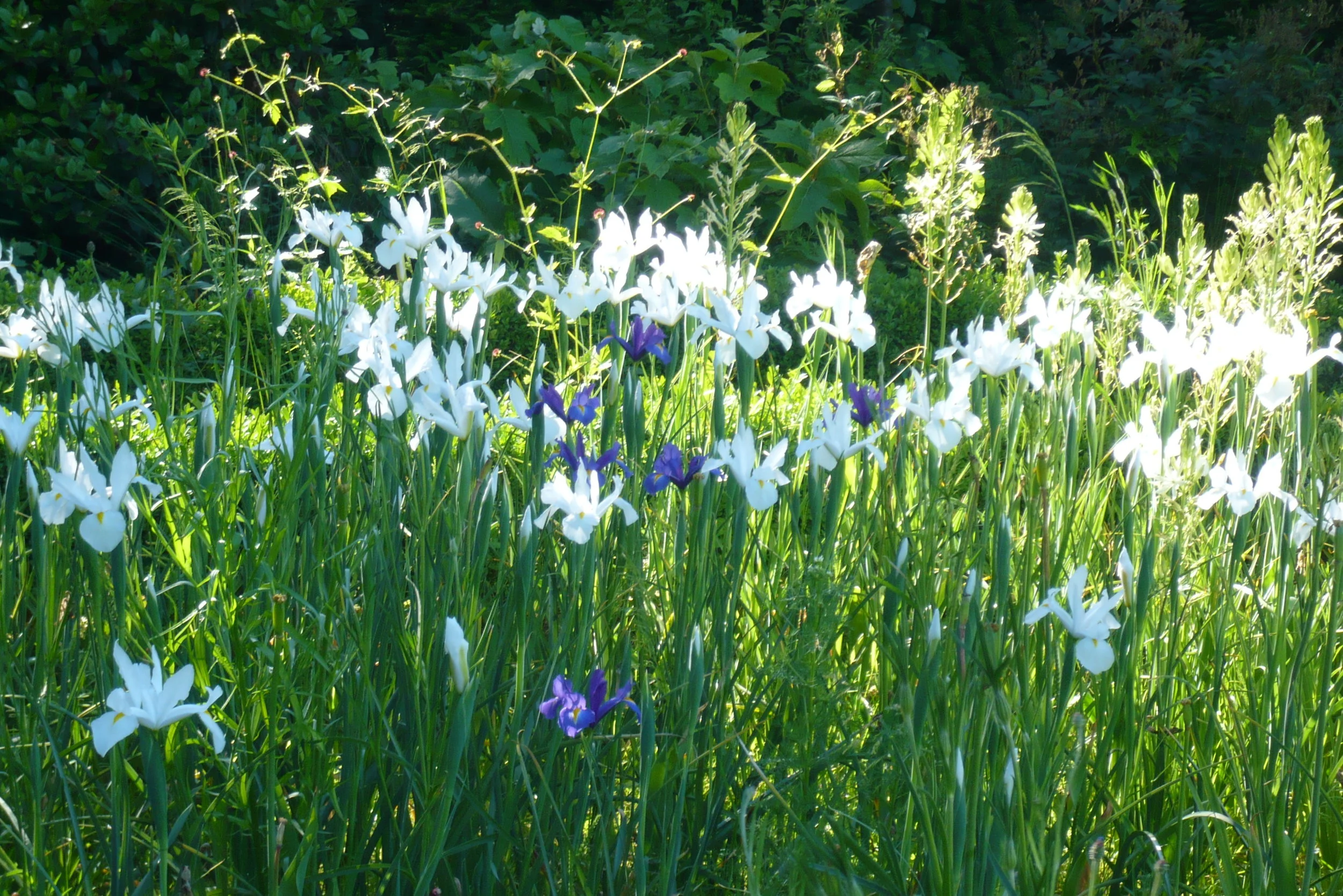 iris_et_camassia_L1000348.JPG