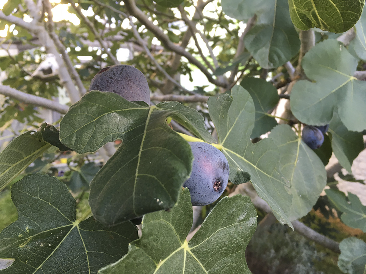 Figues bleues.jpg