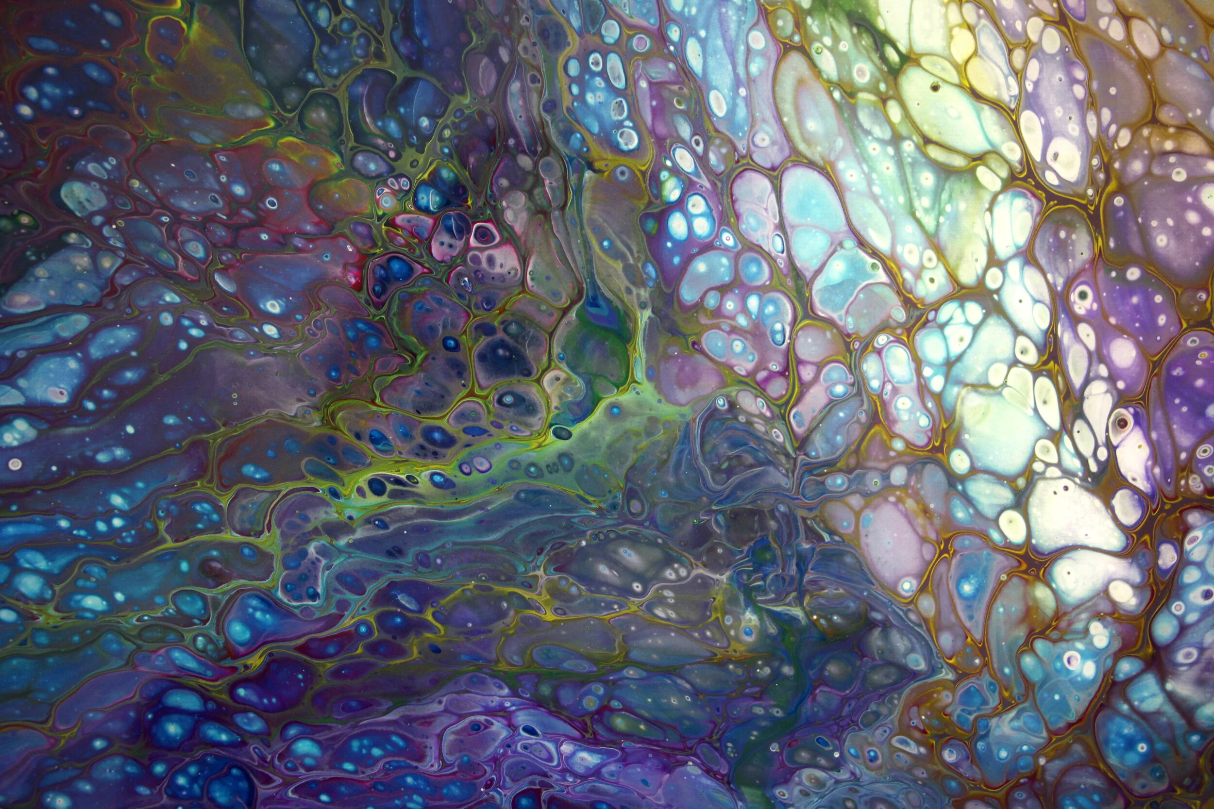 Elysia_closeup.jpg