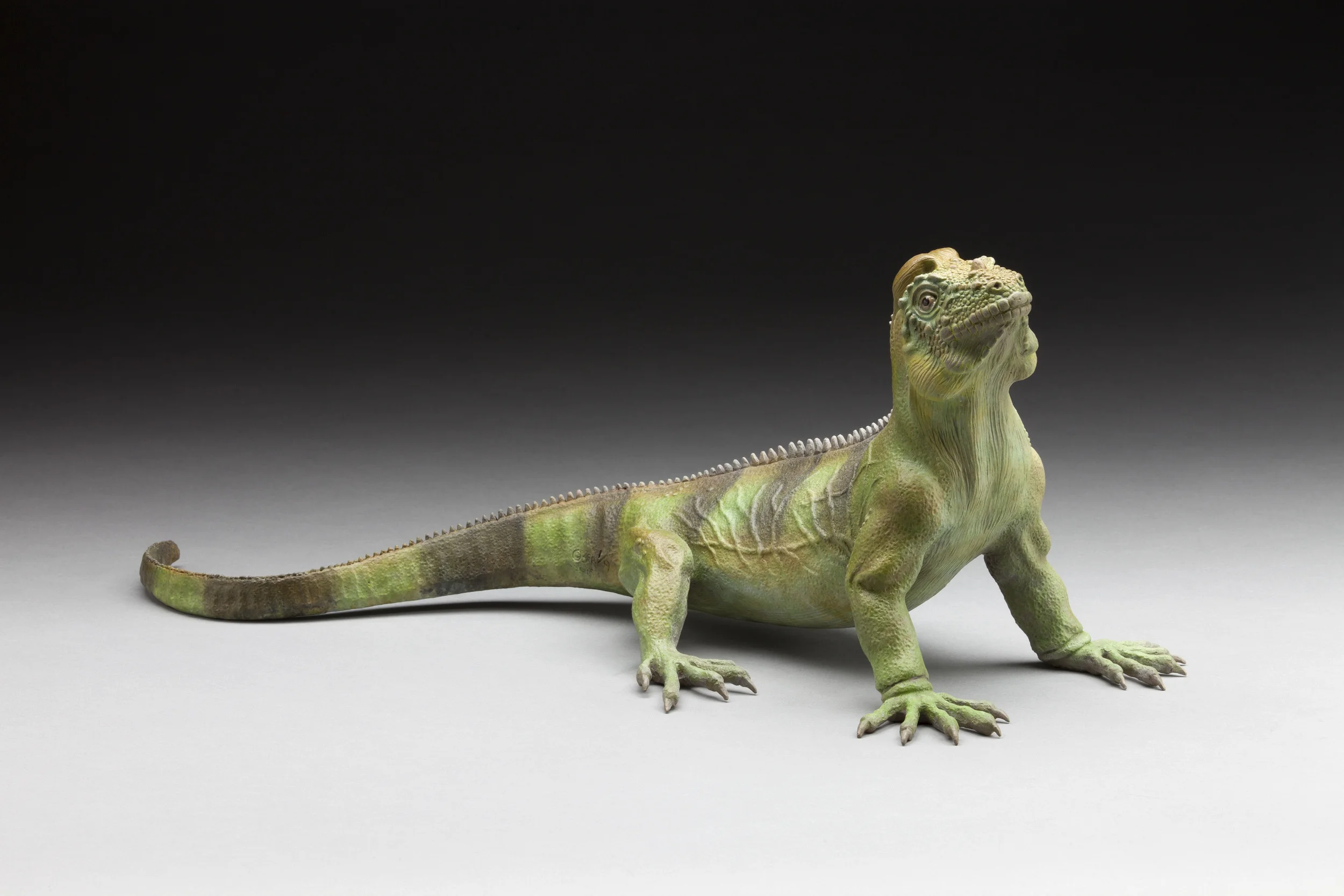 Rhinoceros Iguana - Front Right View