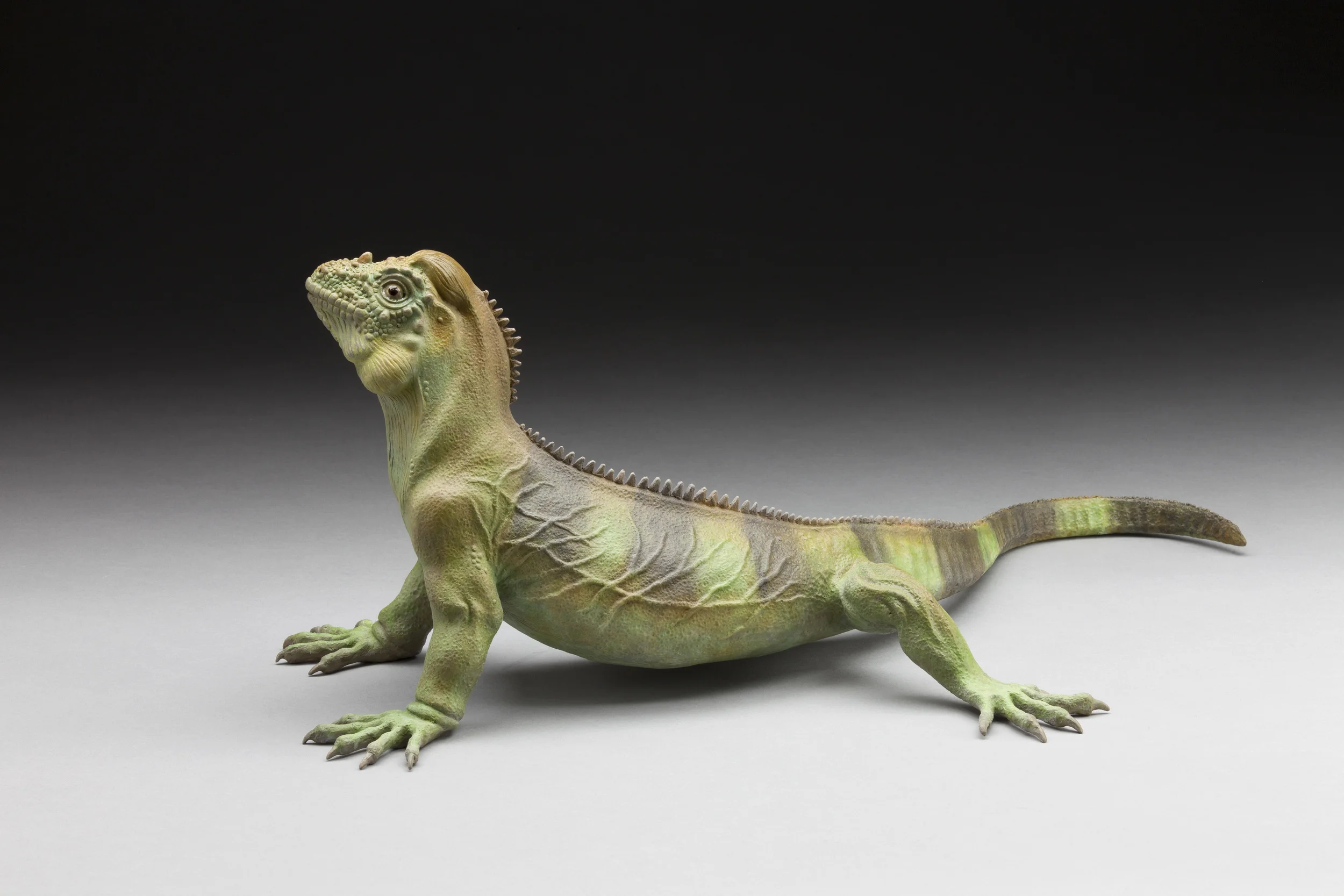 Rhinoceros Iguana - Left Side View