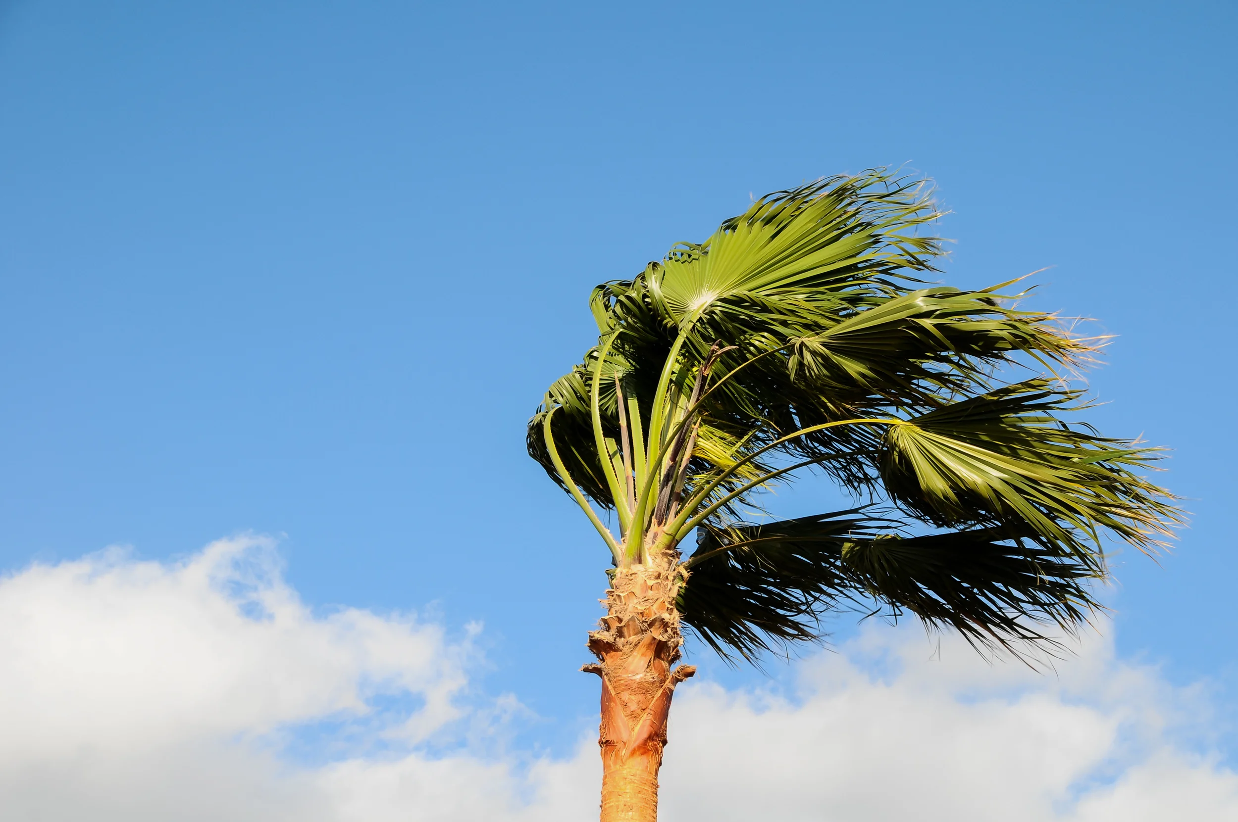 The Art of Resiliency