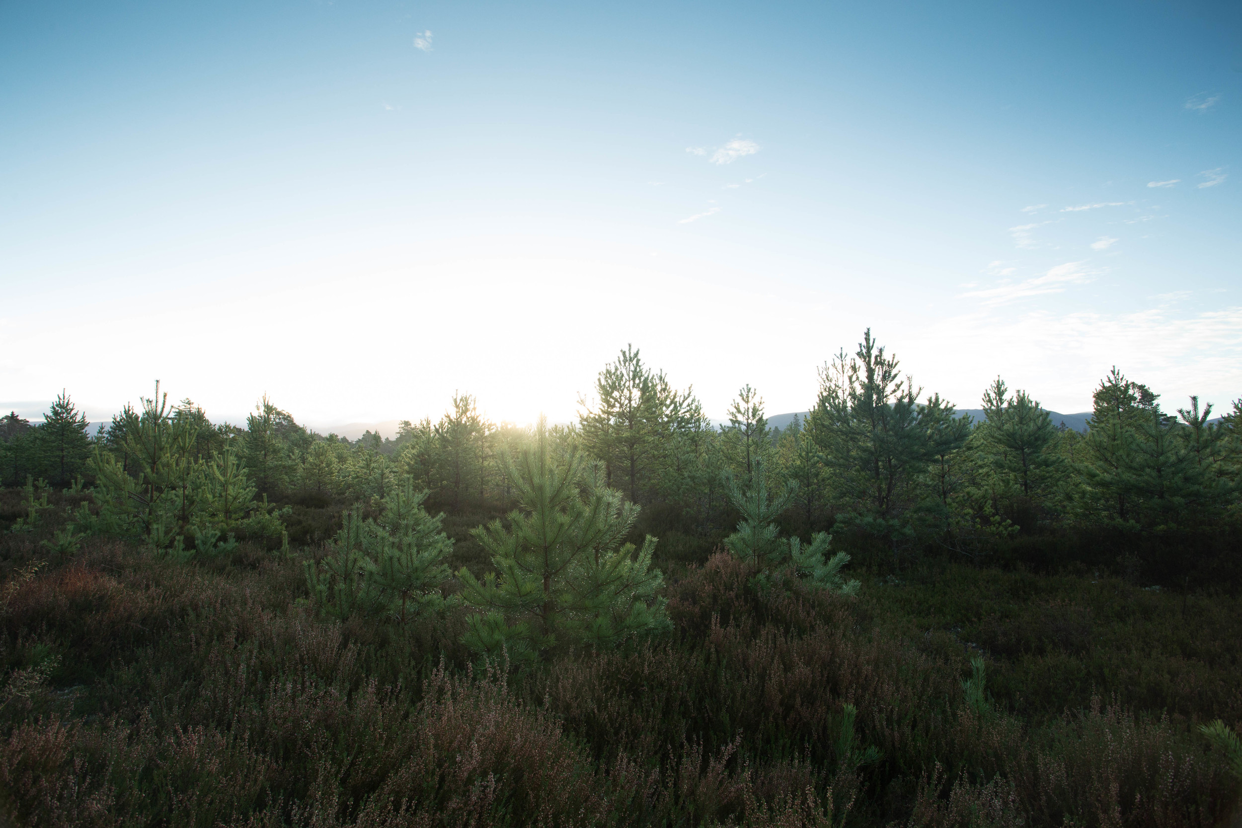 Cairngorms  (8 of 25).jpg