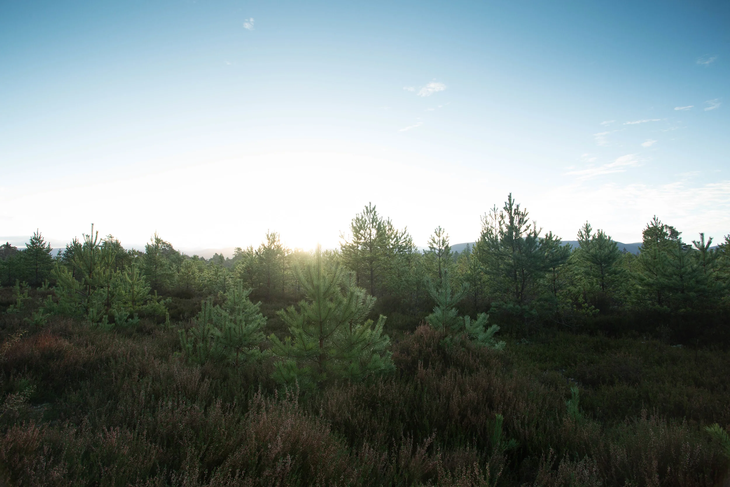 Cairngorms (8 of 25).jpg