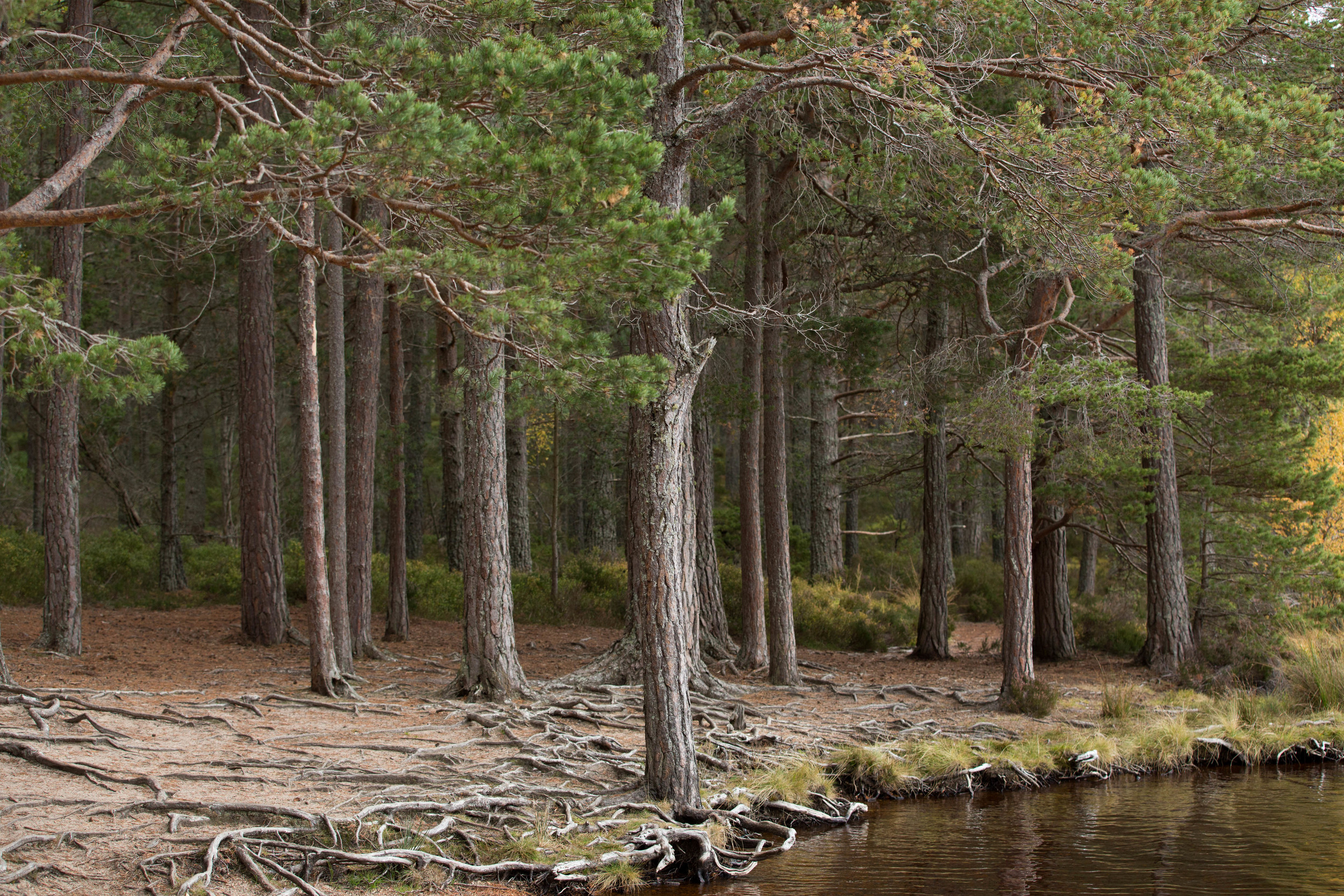 Cairngorms  (13 of 25).jpg