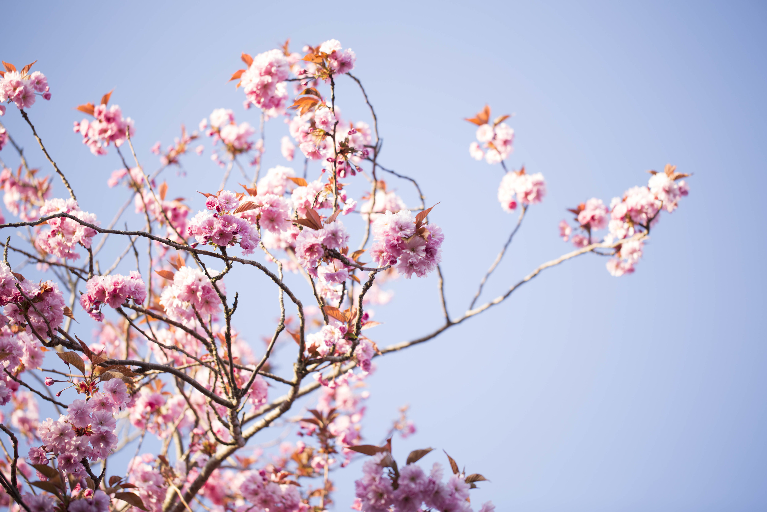 Cherry Blossoms (4 of 10).jpg