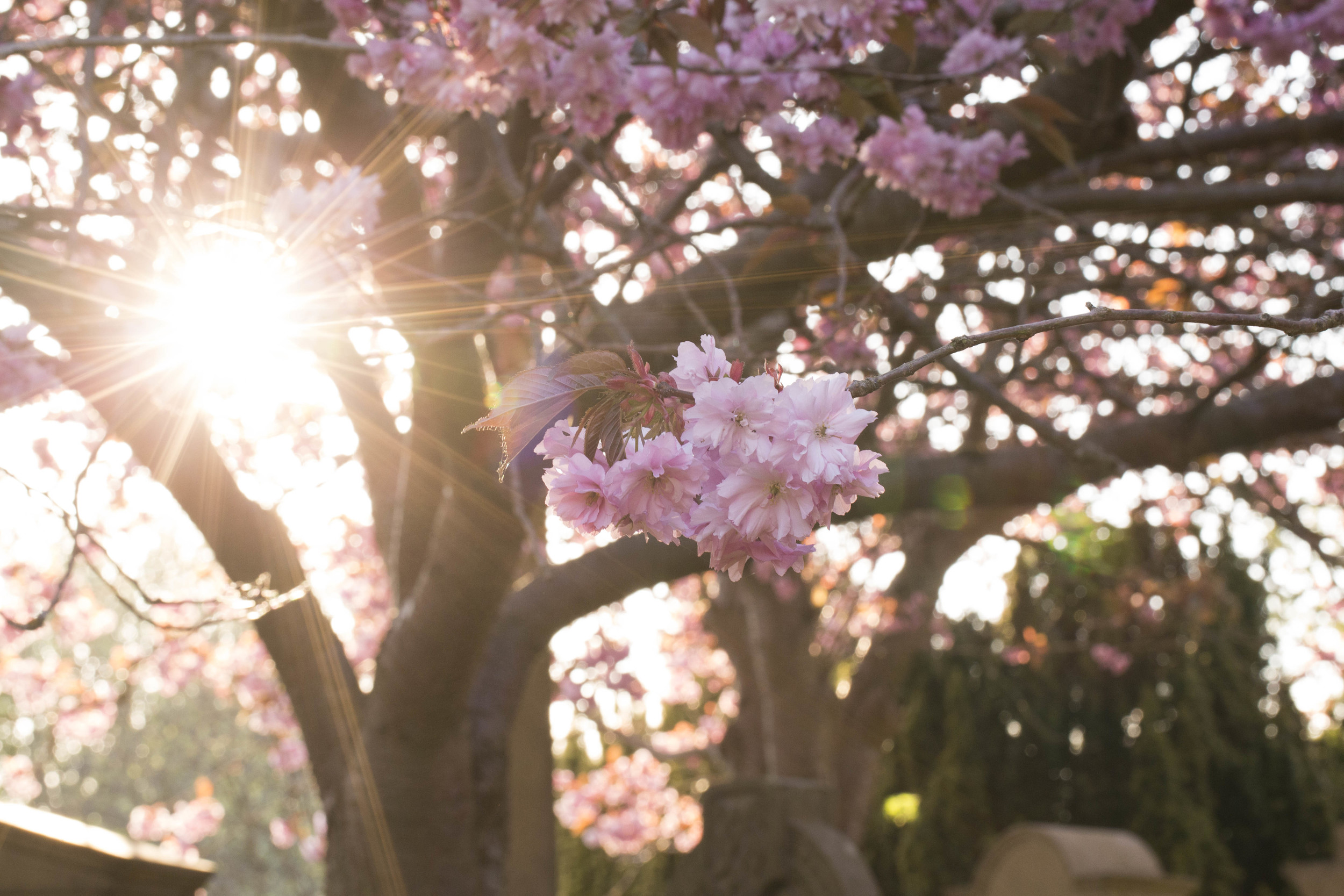 Cherry Blossoms (6 of 10).jpg