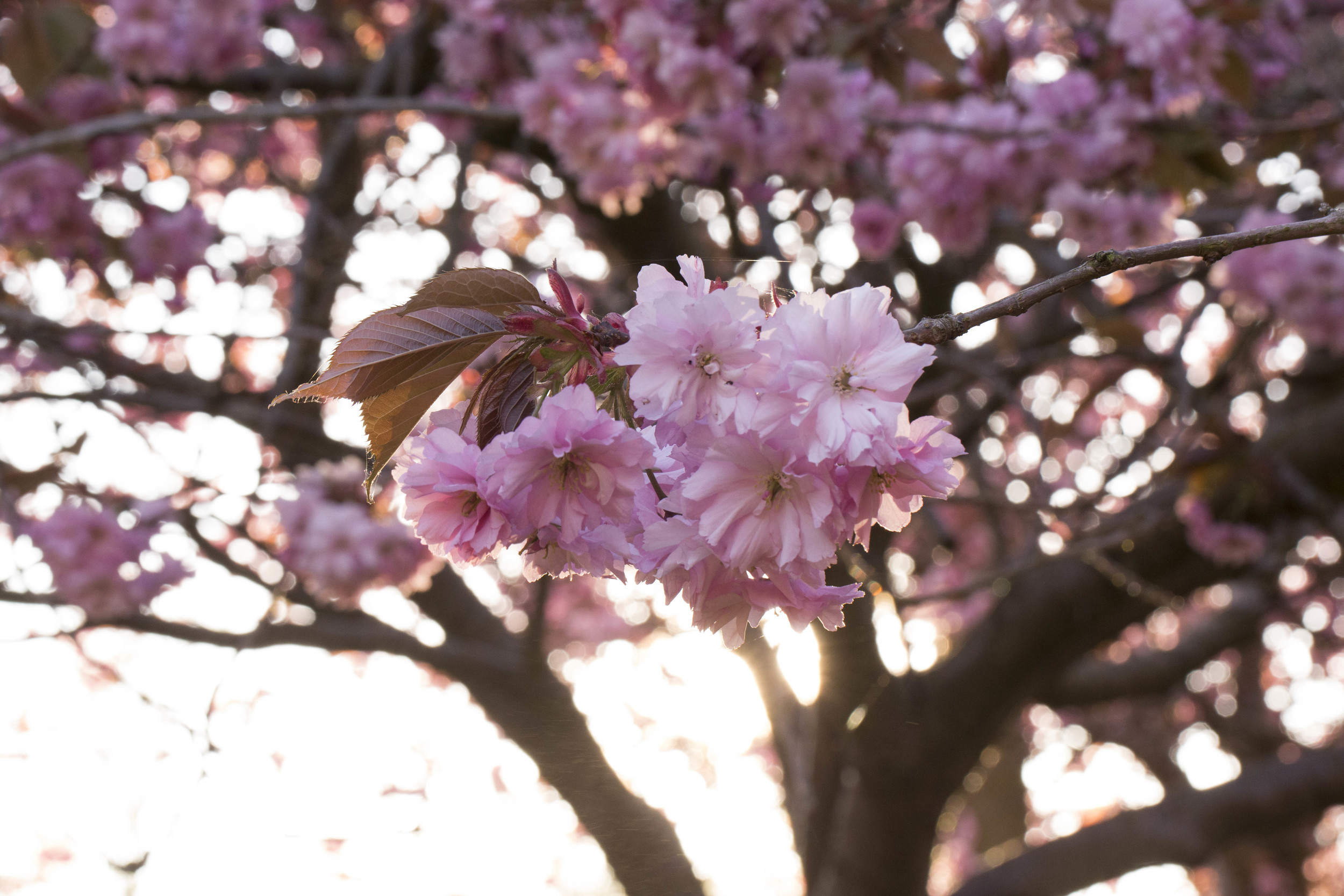 Cherry Blossoms (7 of 10).jpg