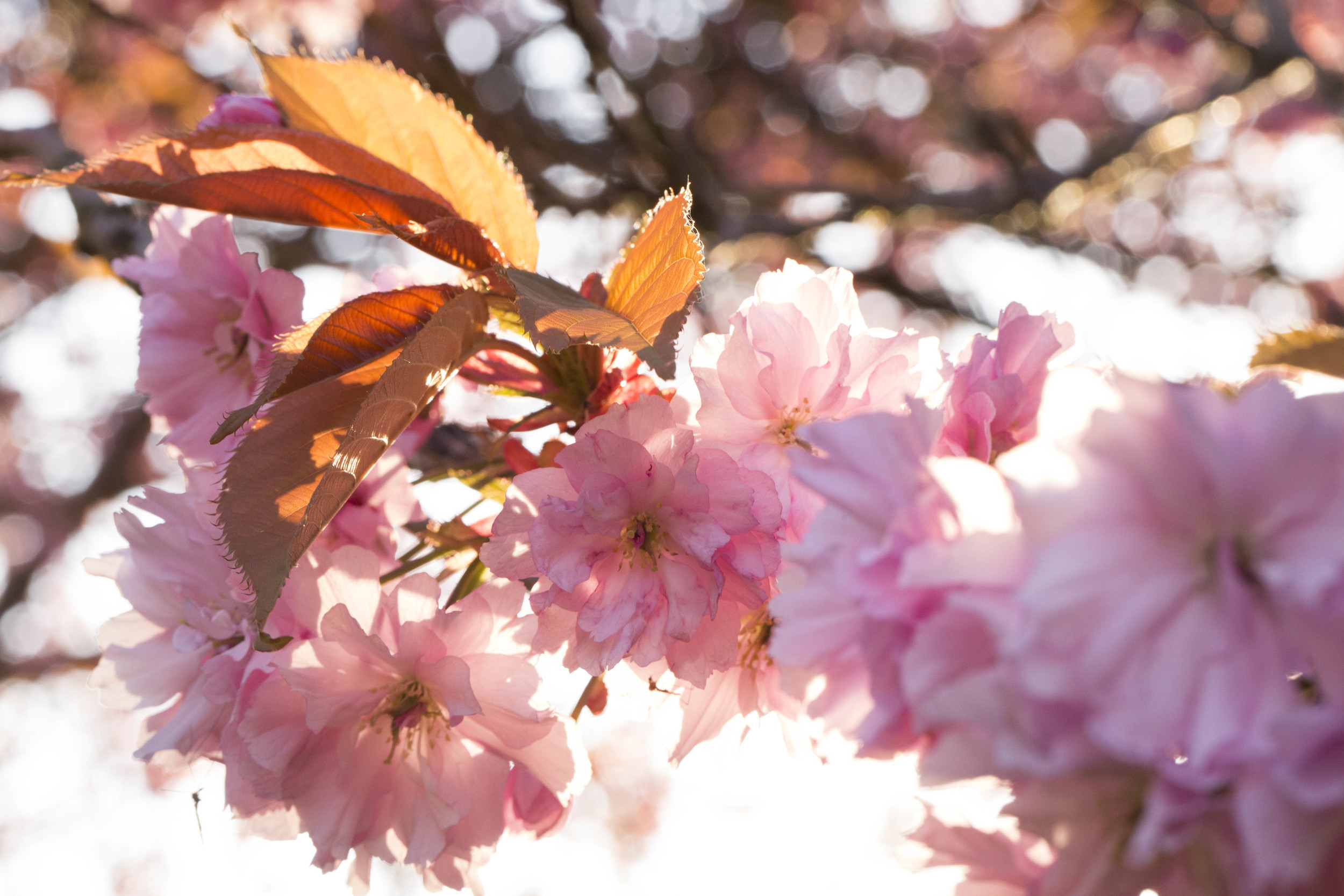 Cherry Blossoms (8 of 10).jpg
