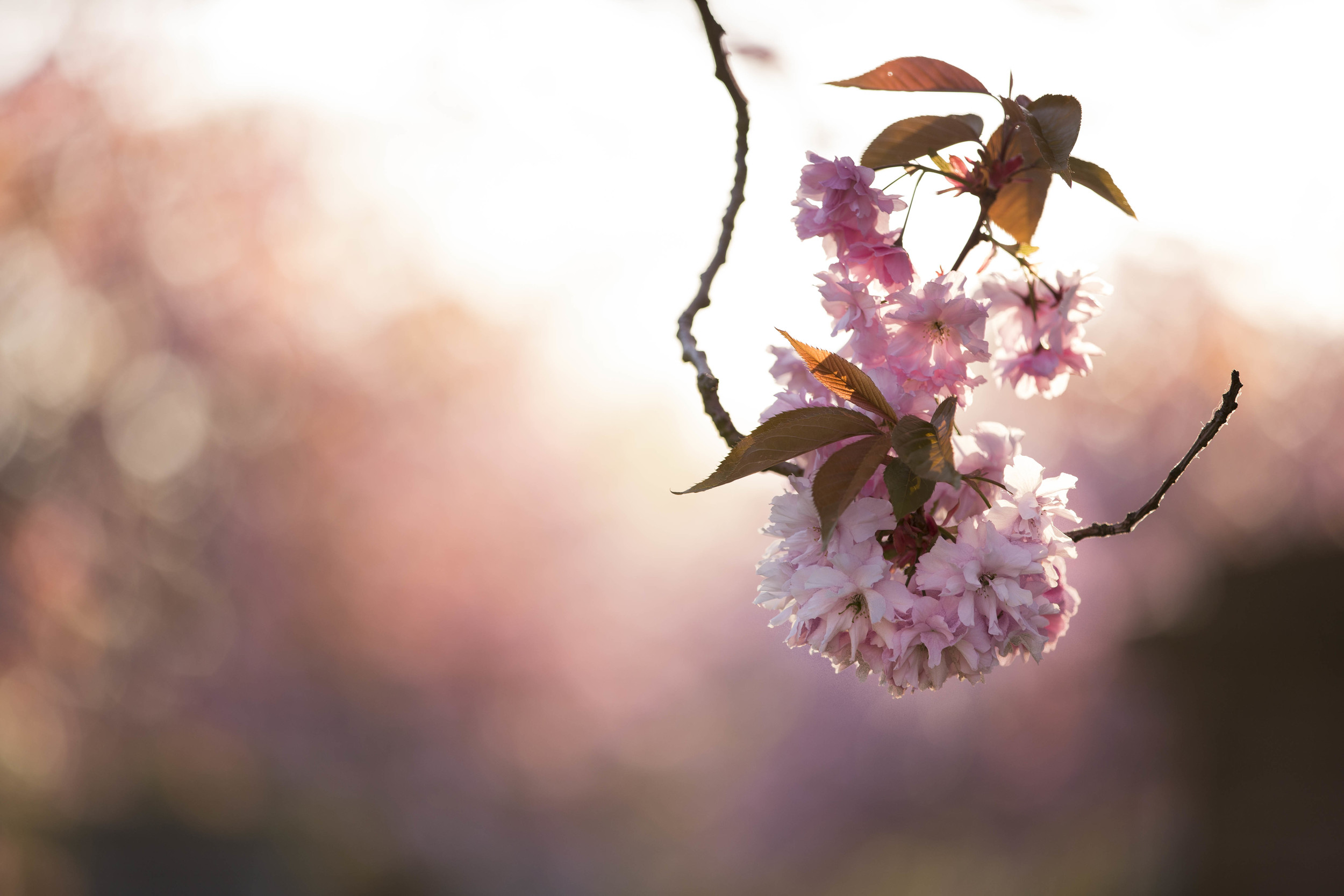 Cherry Blossoms (2 of 1)-2.jpg
