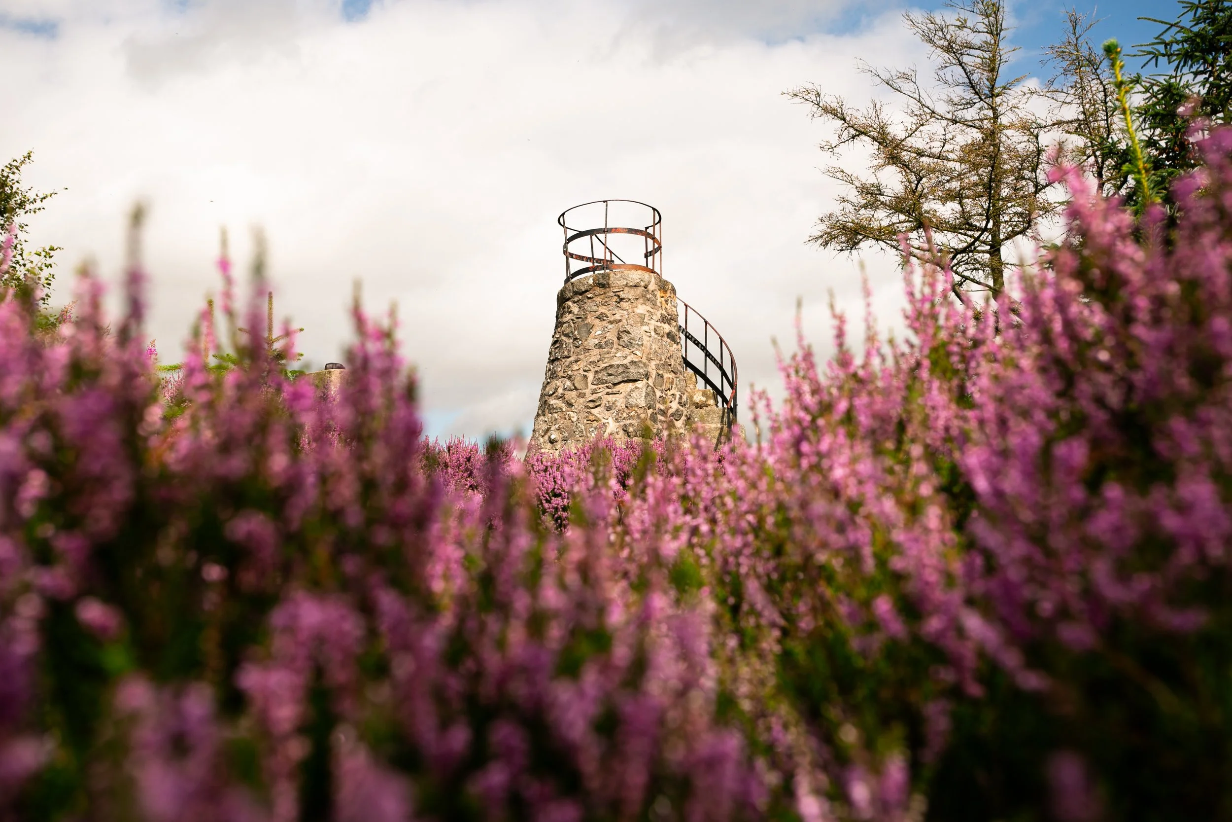 Best Places to See Heather in Aberdeenshire, Scotland (with Photography Tips)