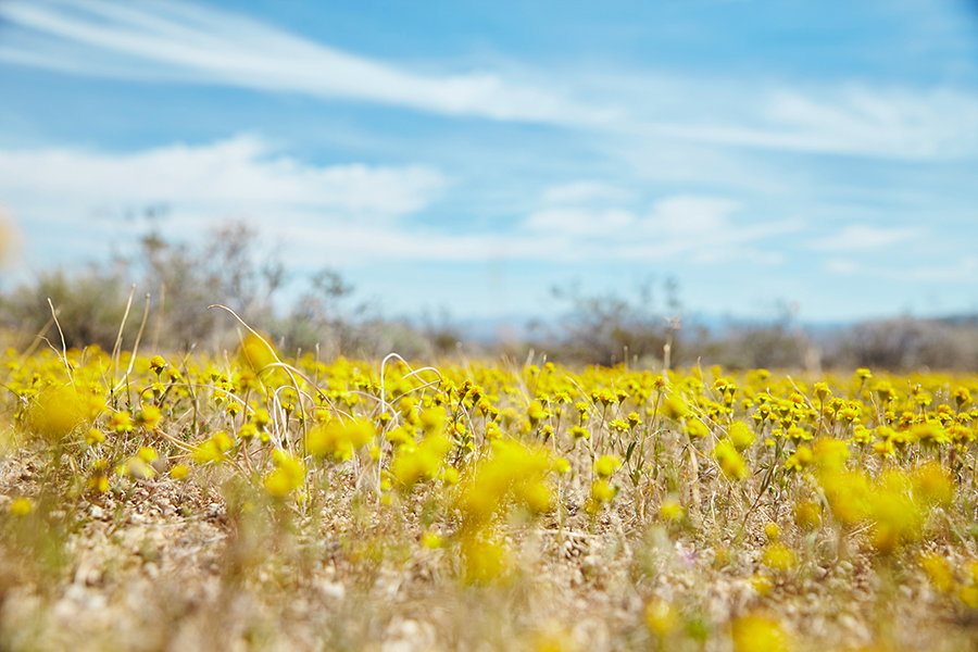 Superbloom, Death Valley