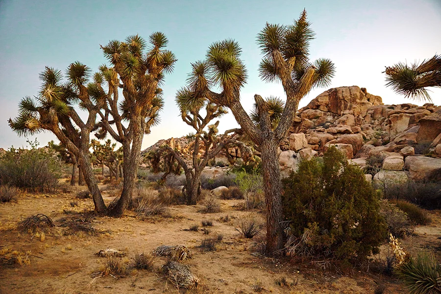 Joshua Tree