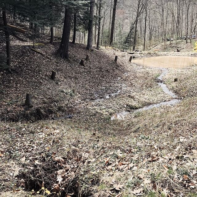 I often try to look at this area of our yard with an eye for potential. Like maybe it could be some sort of natural swimming pool or water feature. But then the reality of the sink hole and giant mud puddle (pond) settles in and spills into my optimi