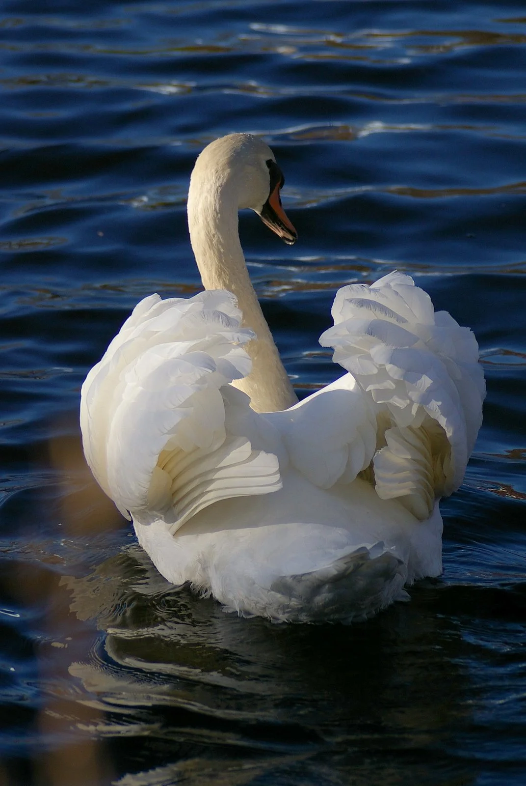 IMGP2147-1.JPG