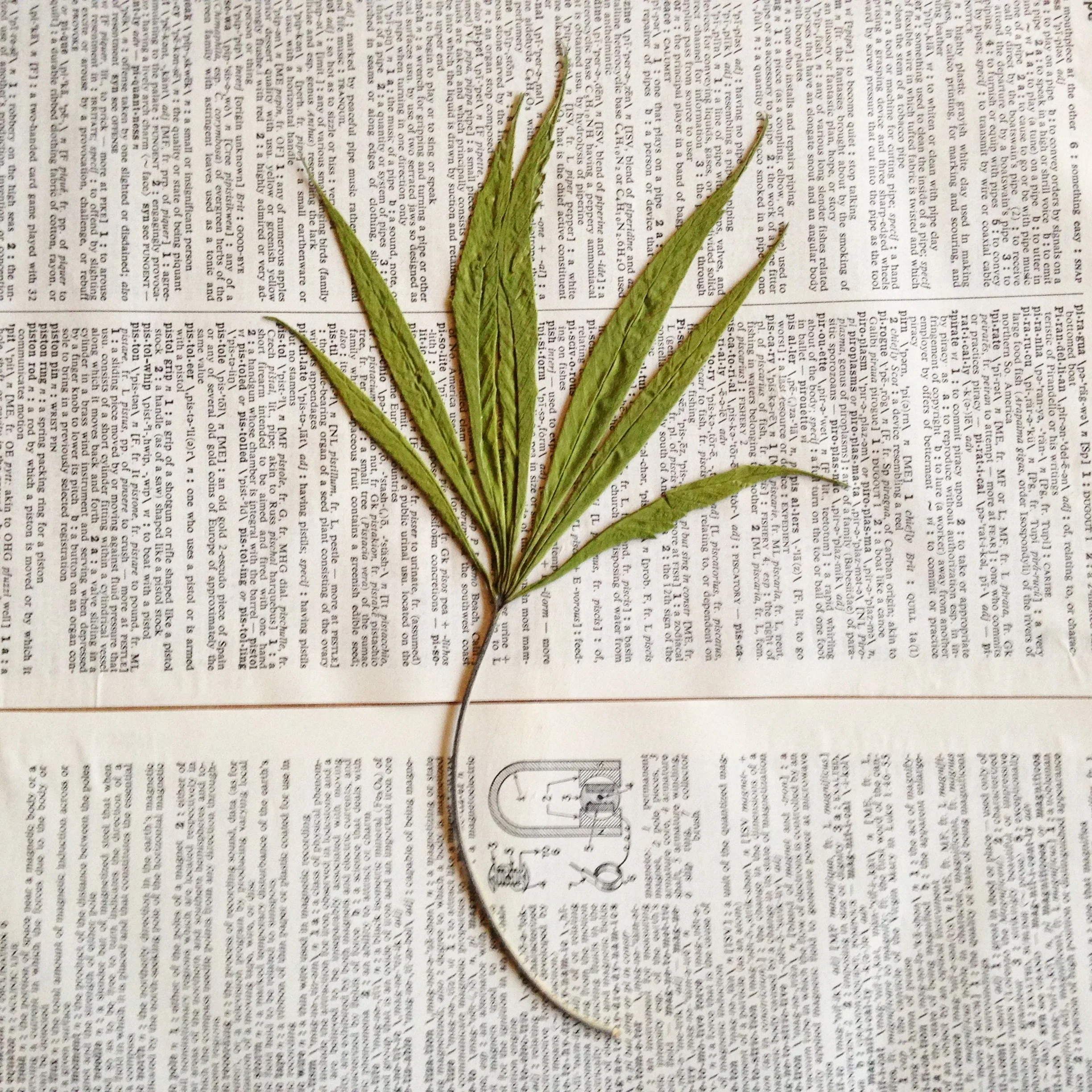 Sativa.jpg