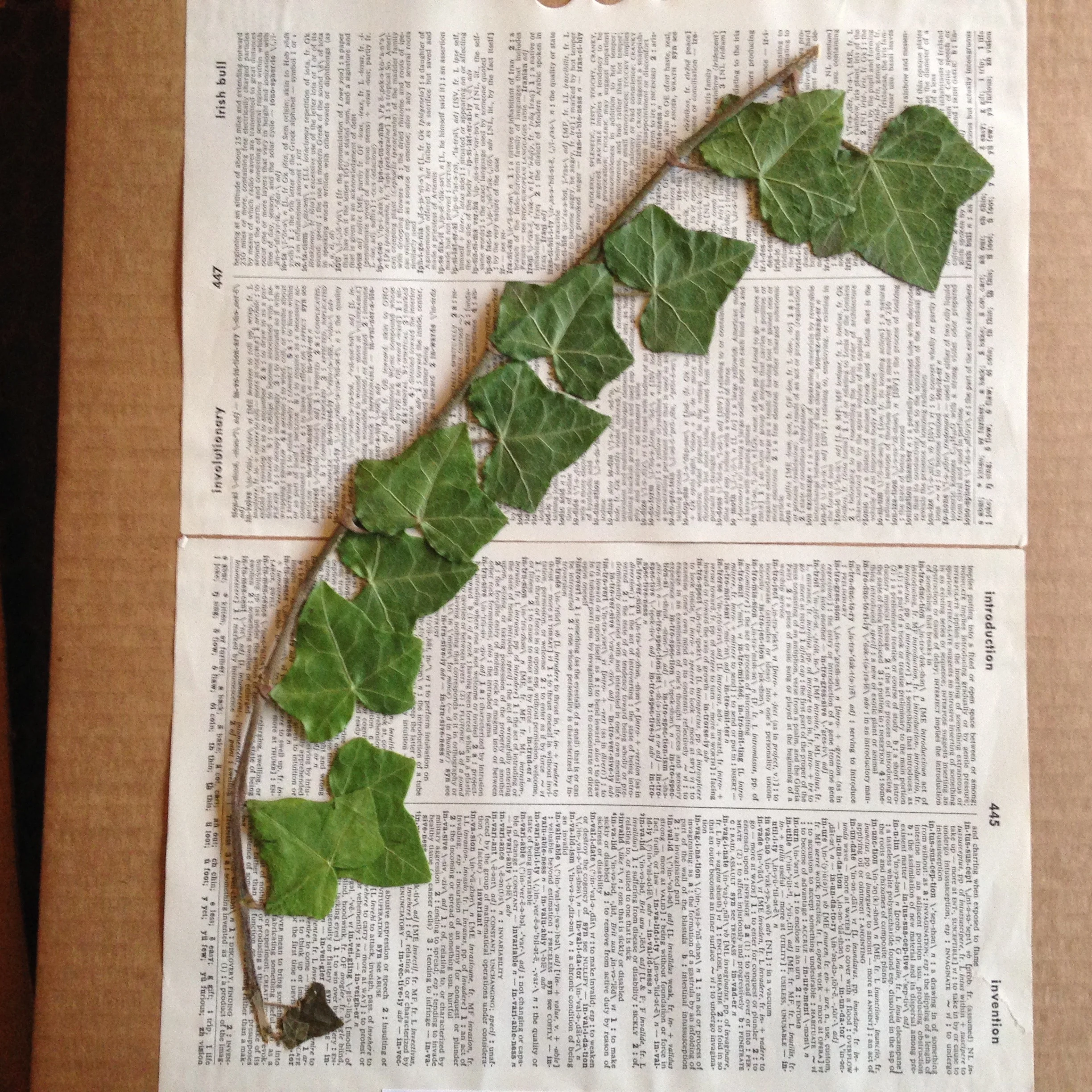 Ivy02.jpg