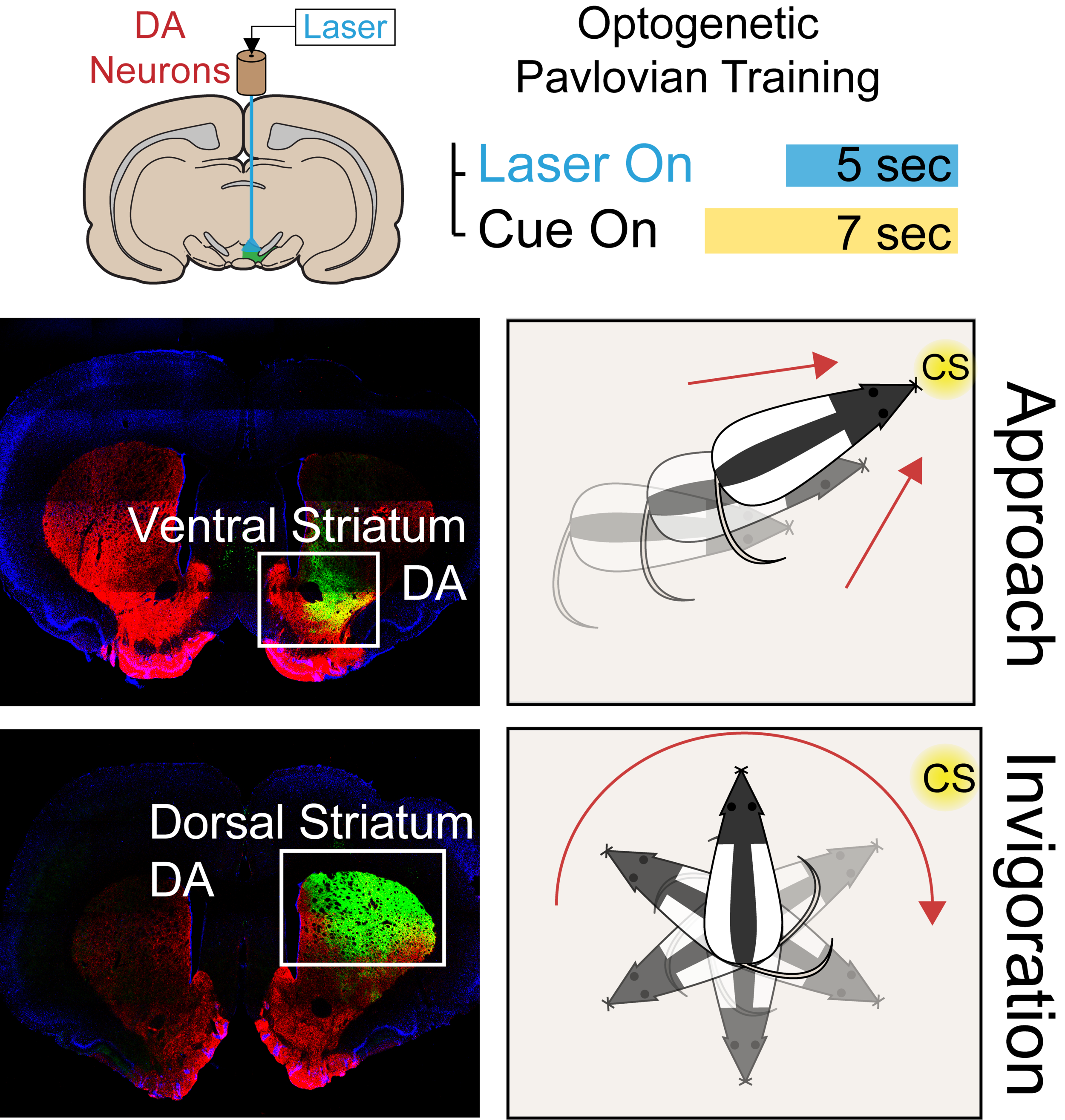 Heterogeneous cue-evoked motivational signals from distinct dopamine (DA) neuron projections. Ventral striatal dopamine neurons promote "attraction" to conditioned cues (CS), while dorsal striatal dopamine neurons promote movement. Dopamine neuron terminals in the striatum are visualized here in green. Saunders et al., in prep ( 2016 SFN Poster ).
