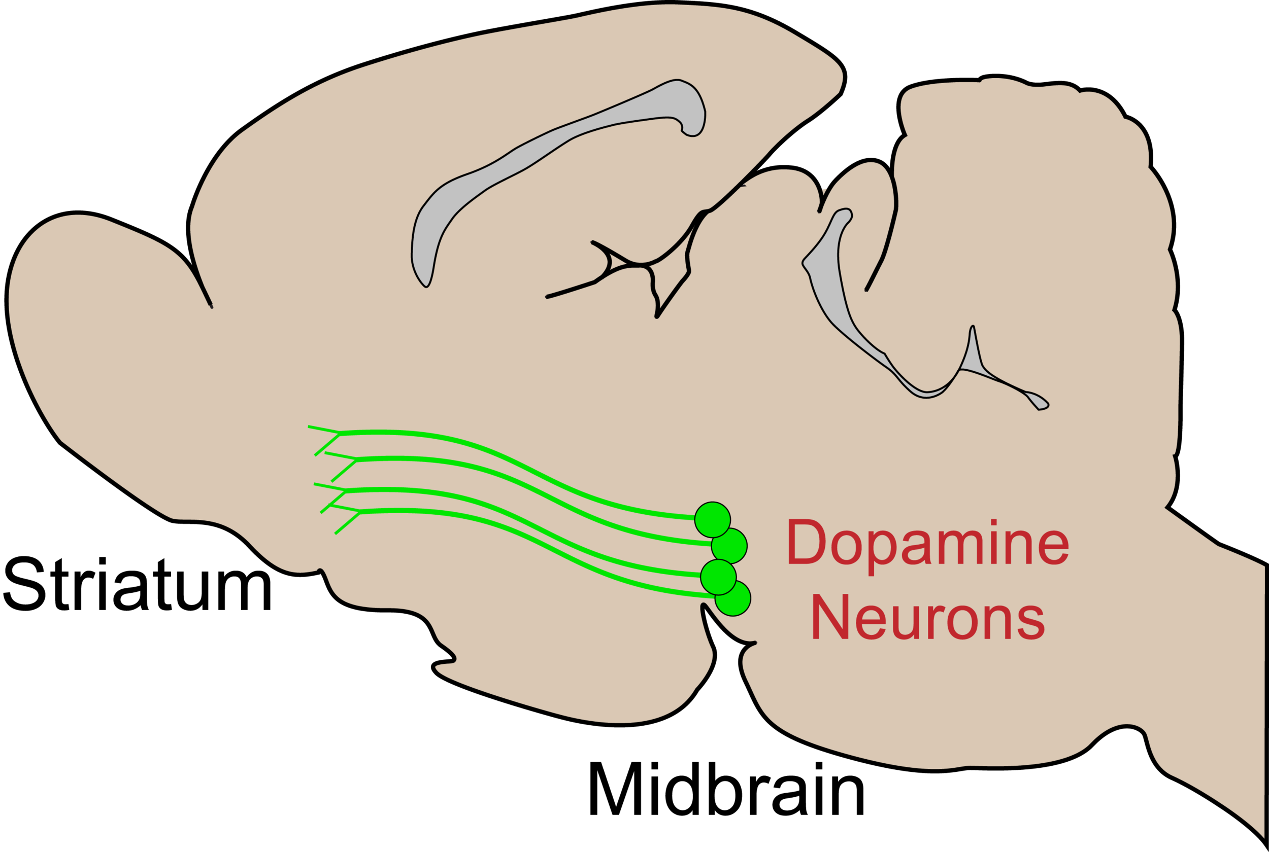 Neurons releasing dopamine arise from deep in the brain and project to a variety of regions, including the striatum, where their signaling influences reward-related processes. Shown is a cartoon of dopamine neurons in the rat brain, but the primary circuits are similar in humans.